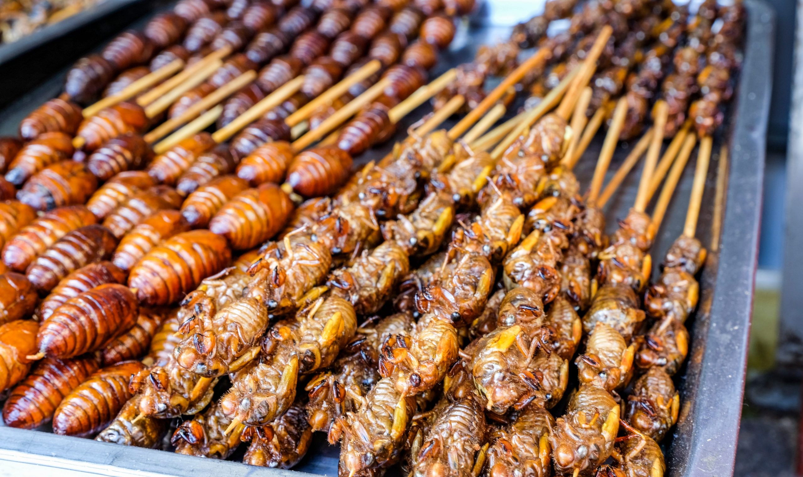 fried insects