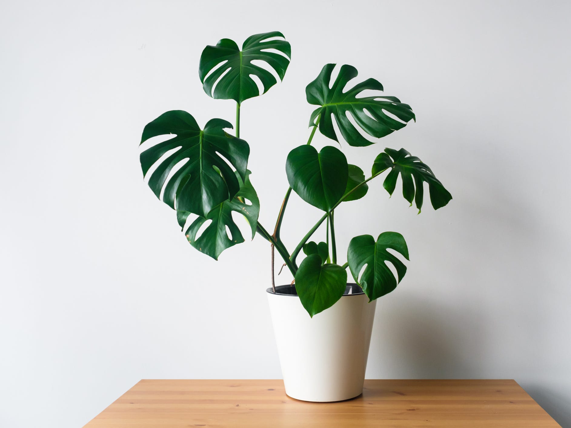 Potted Swiss cheese plant a.k.a. Monstera plant