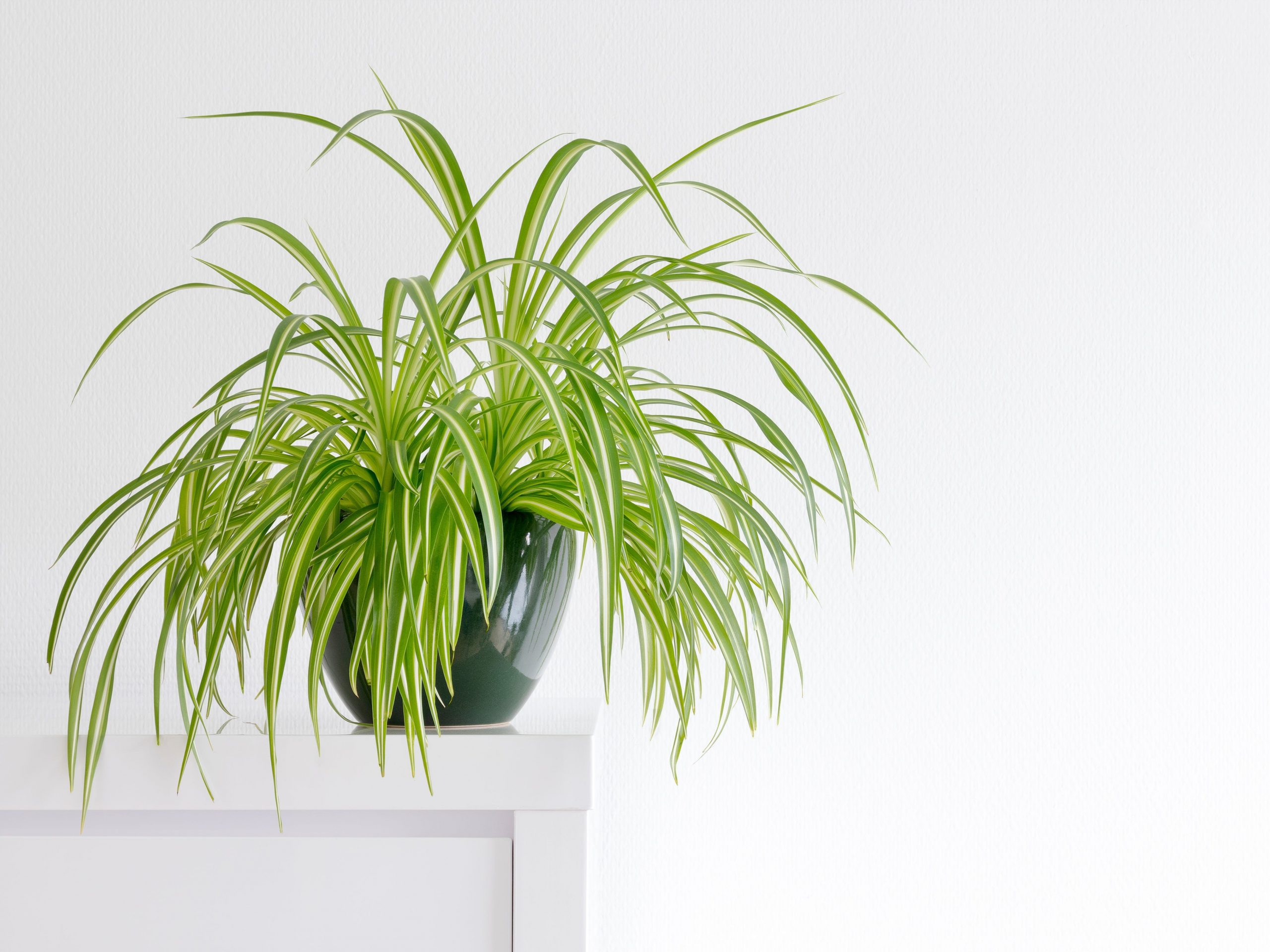 A potted spider plant