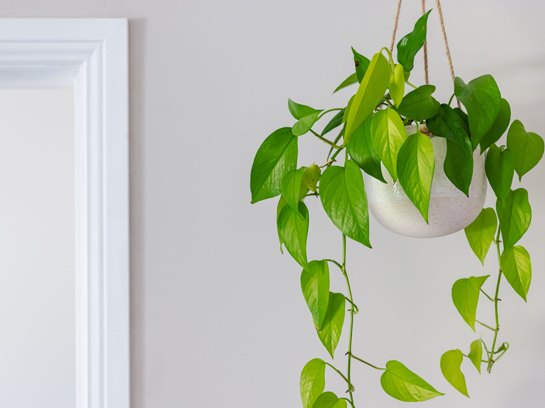 A hanging devil's ivy a.k.a. pothos plant