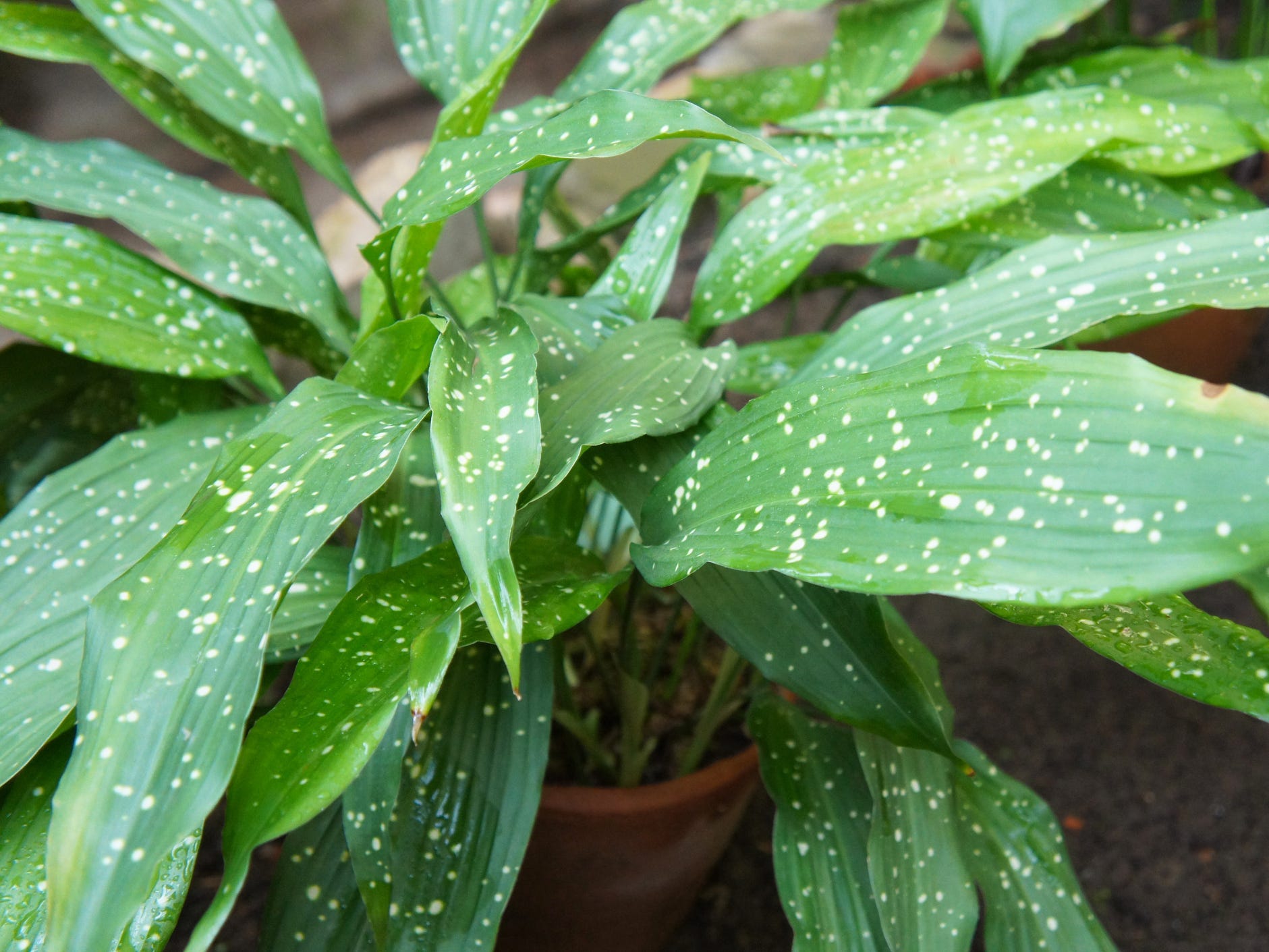 A potted cast iron plant