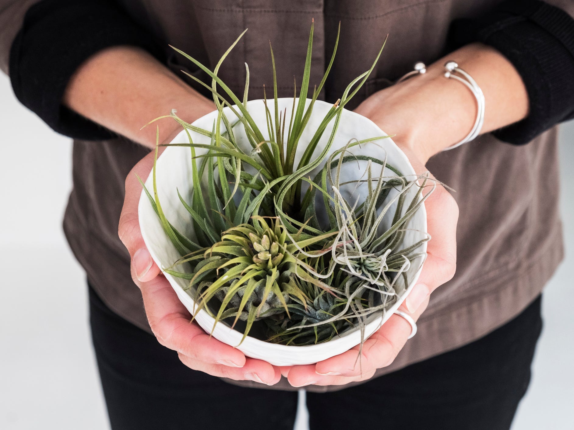 Hands holding a bowlful of air plants