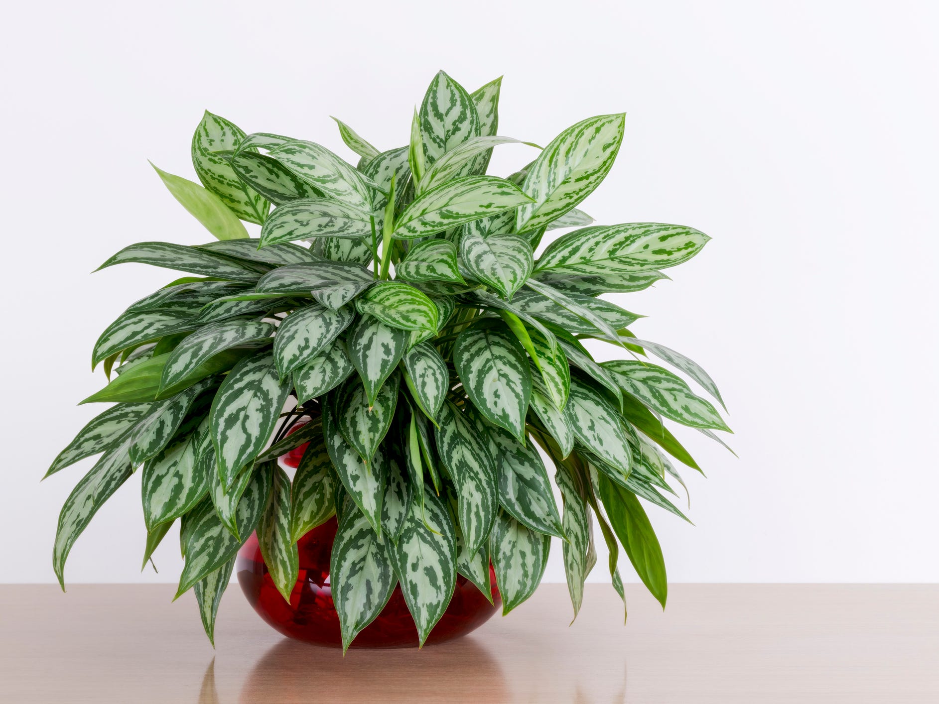 Chinese evergreen plant