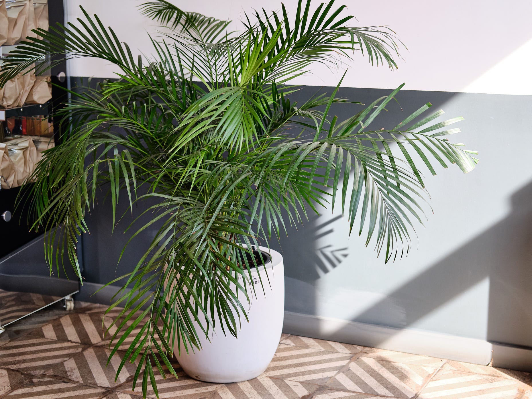 Potted palm plant