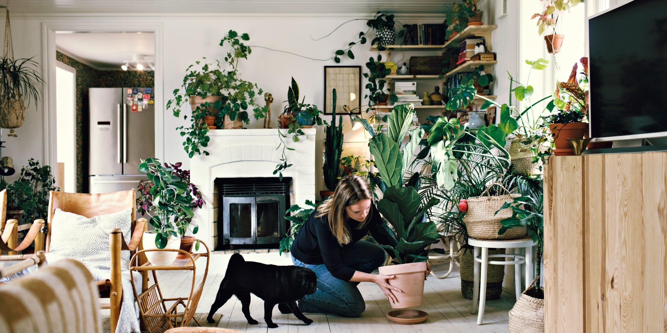 A woman and her pug position houseplants in a living room