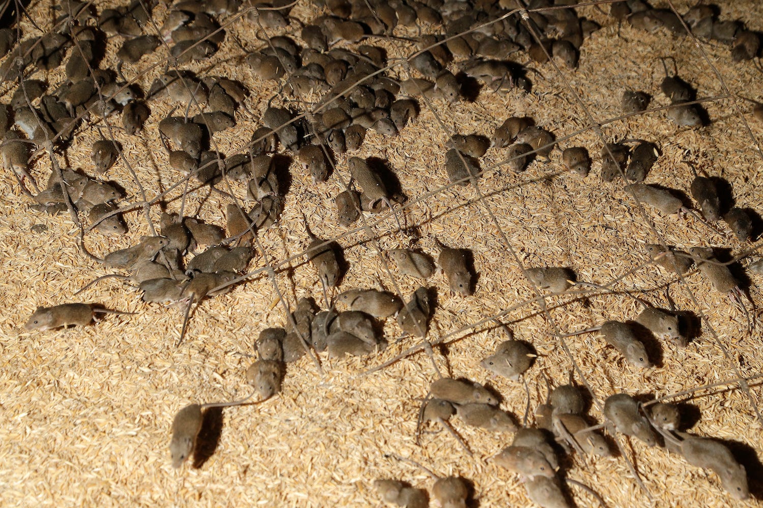 australia mouse plague