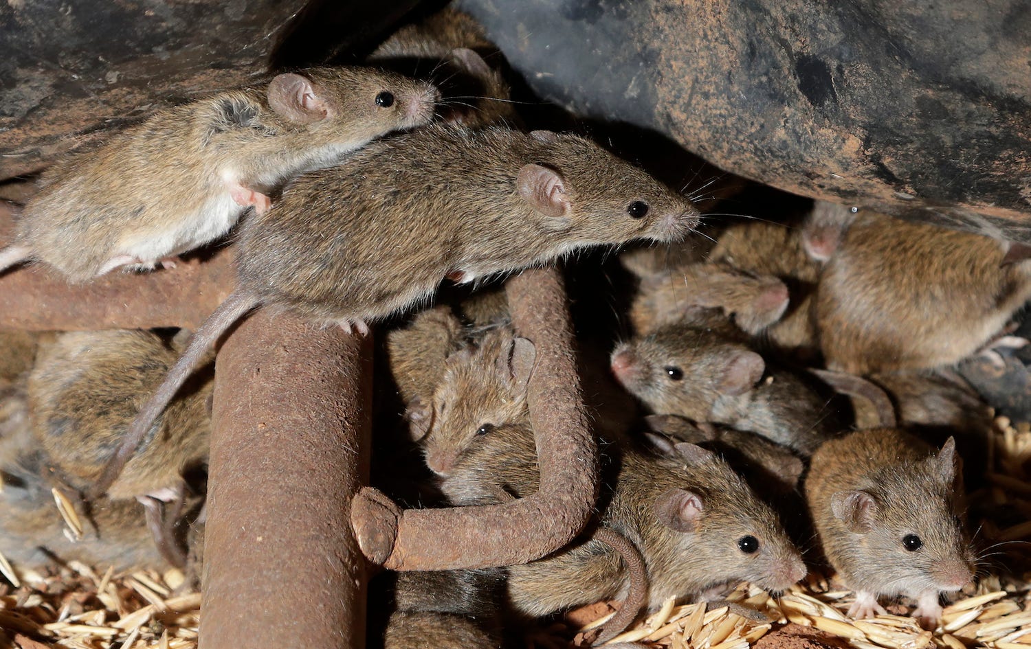 ausrtalia mouse plague close up