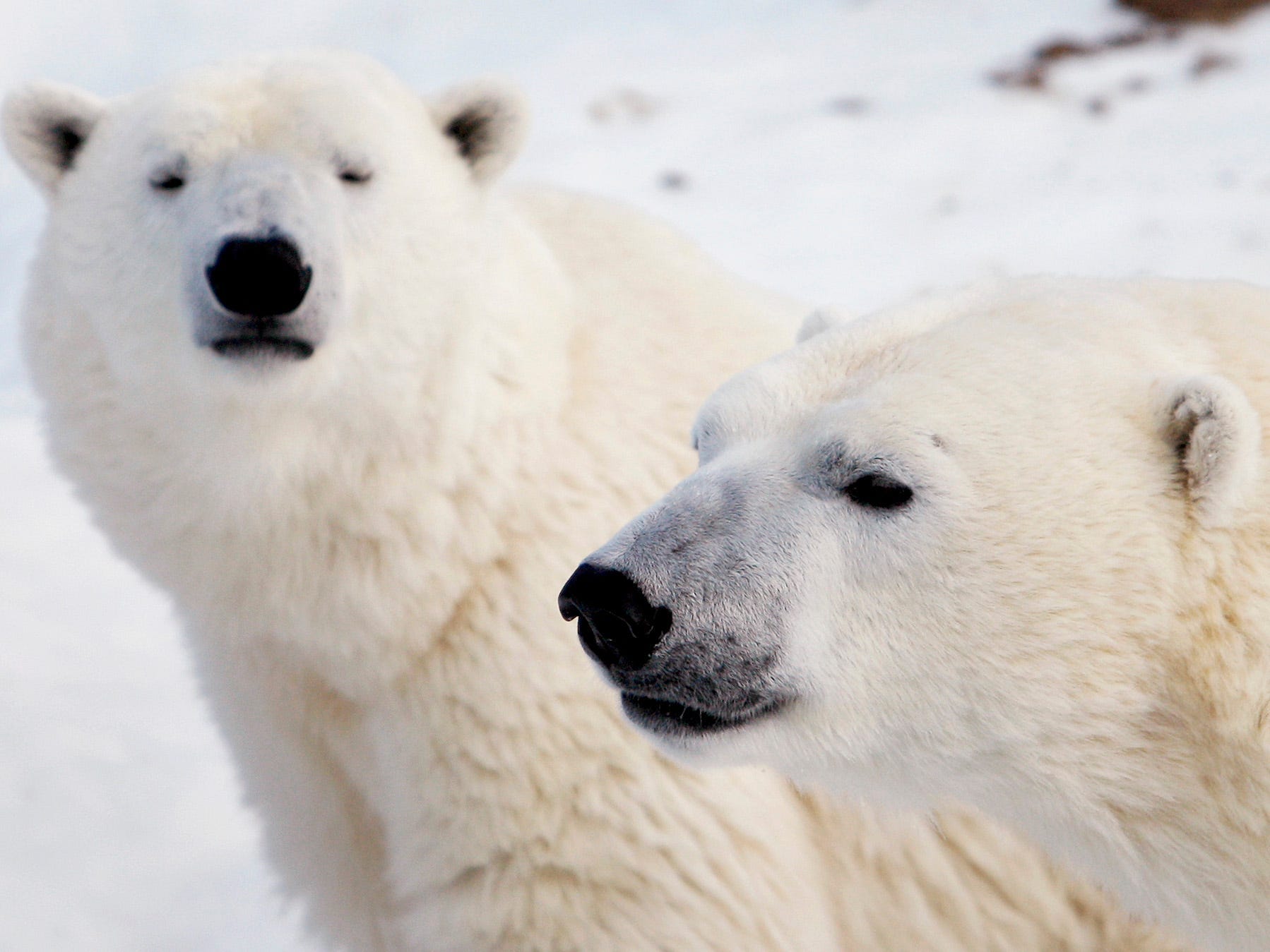 polar bears