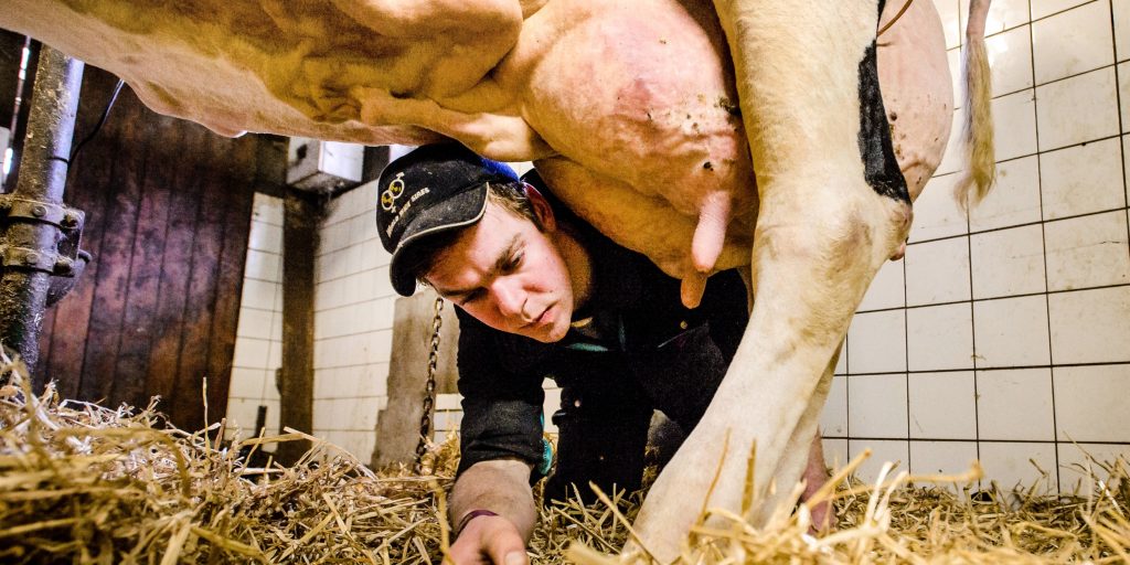 Veehouder Jos Knoef en zijn koe Big Boukje 192.