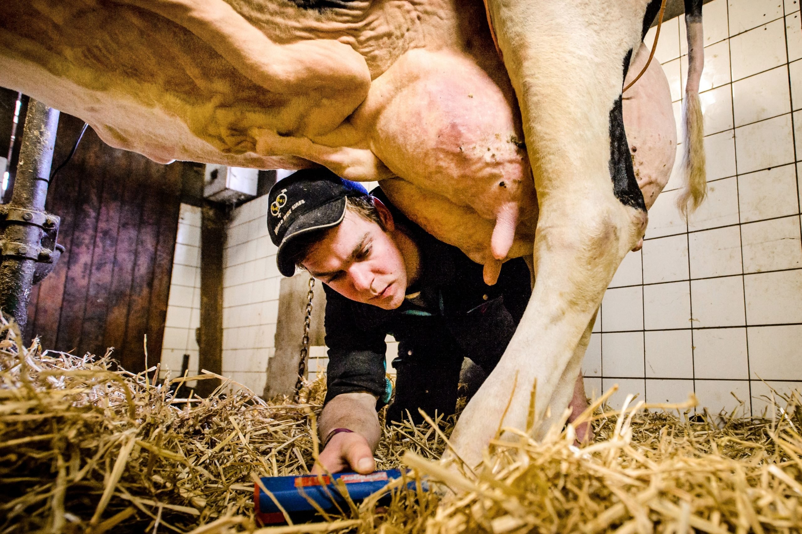Veehouder Jos Knoef en zijn koe Big Boukje 192.