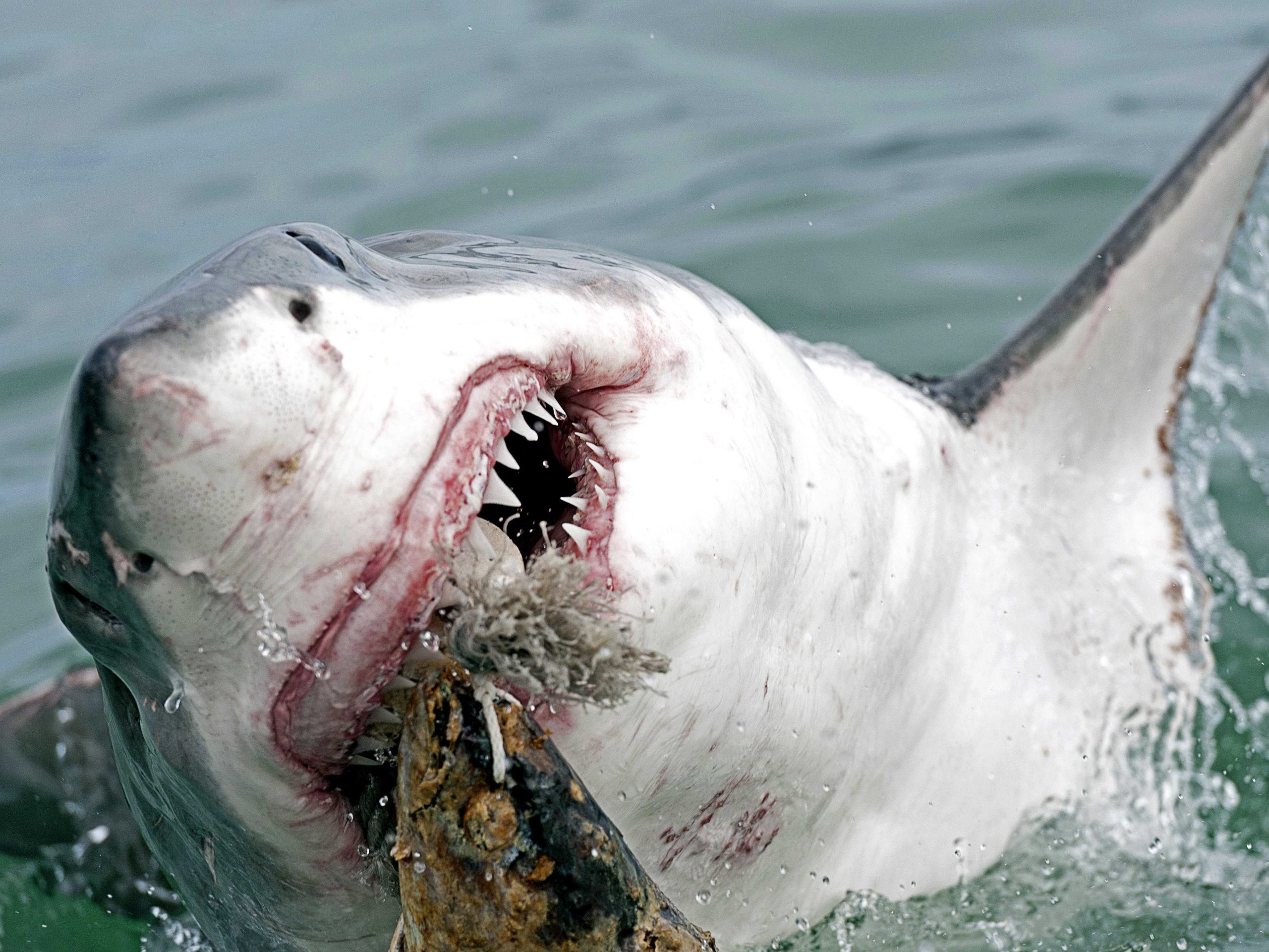 Great White Shark