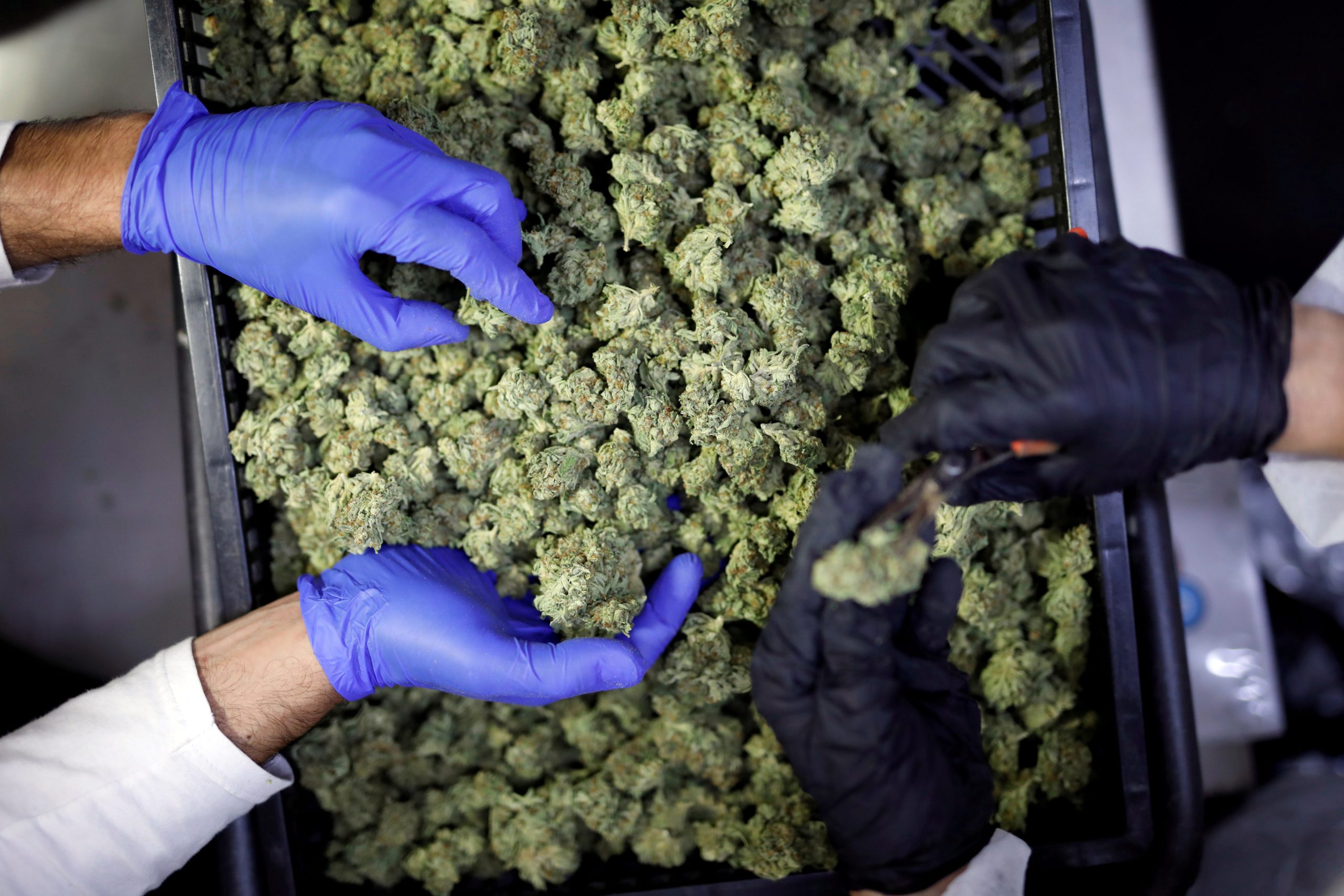 FILE PHOTO: Employees sort medical cannabis flowers at Pharmocann, an Israeli medical cannabis company in northern Israel June 24, 2020. Picture taken June 24, 2020. REUTERS/Amir Cohen/File Photo