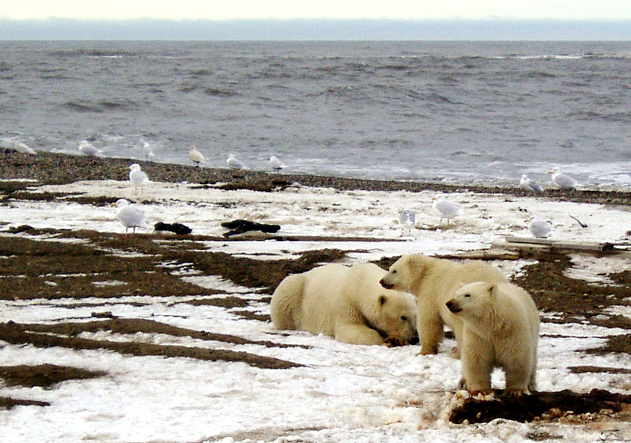 Polar bears in the Arctic National Wildlife Refuge