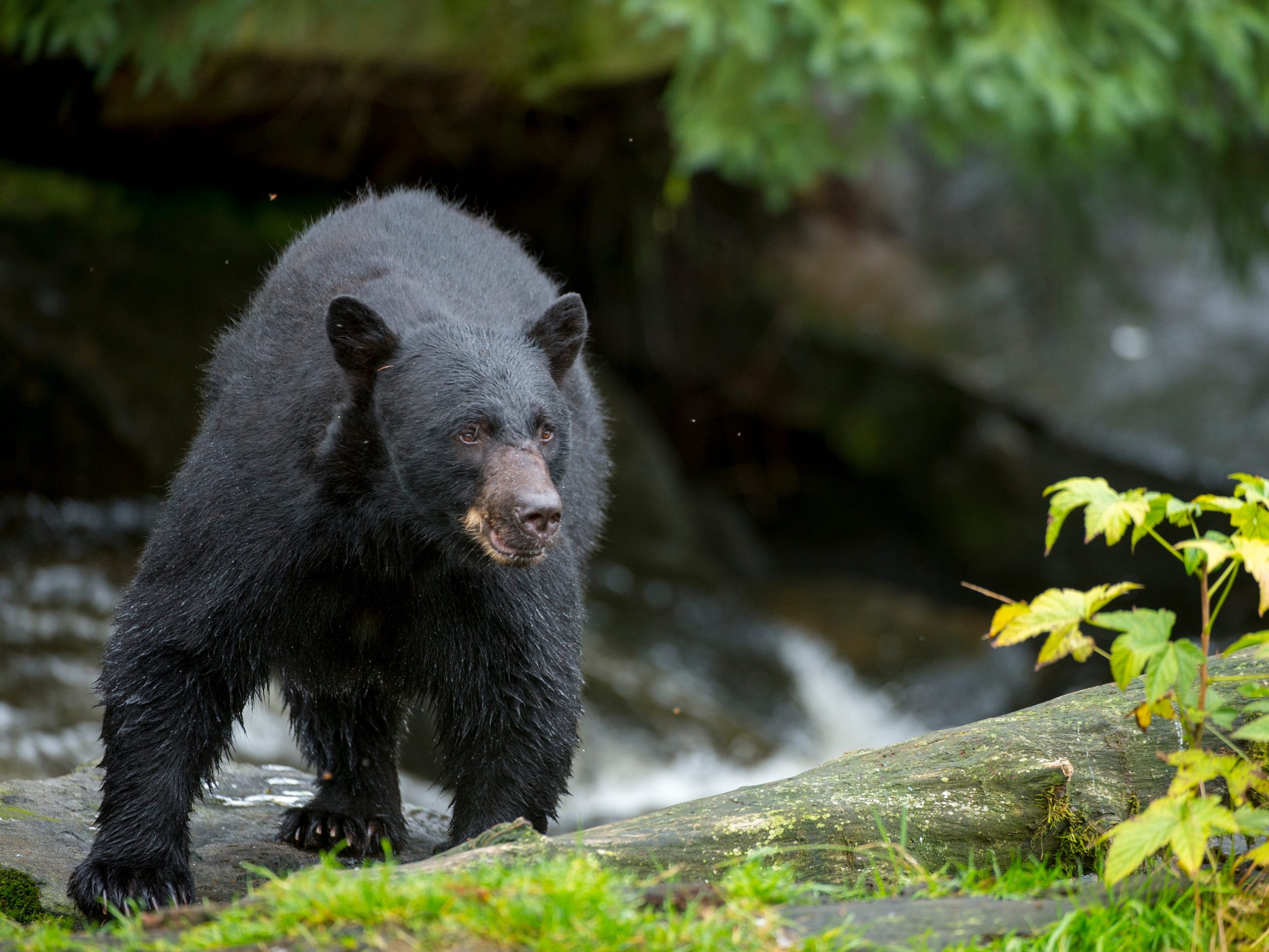 Black Bear