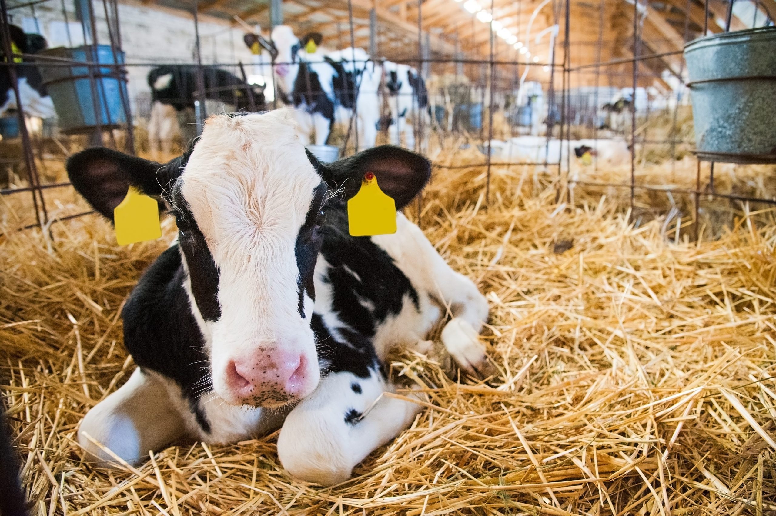 A cow resting on hay. Cattle embryos have been found to be securities in the past.