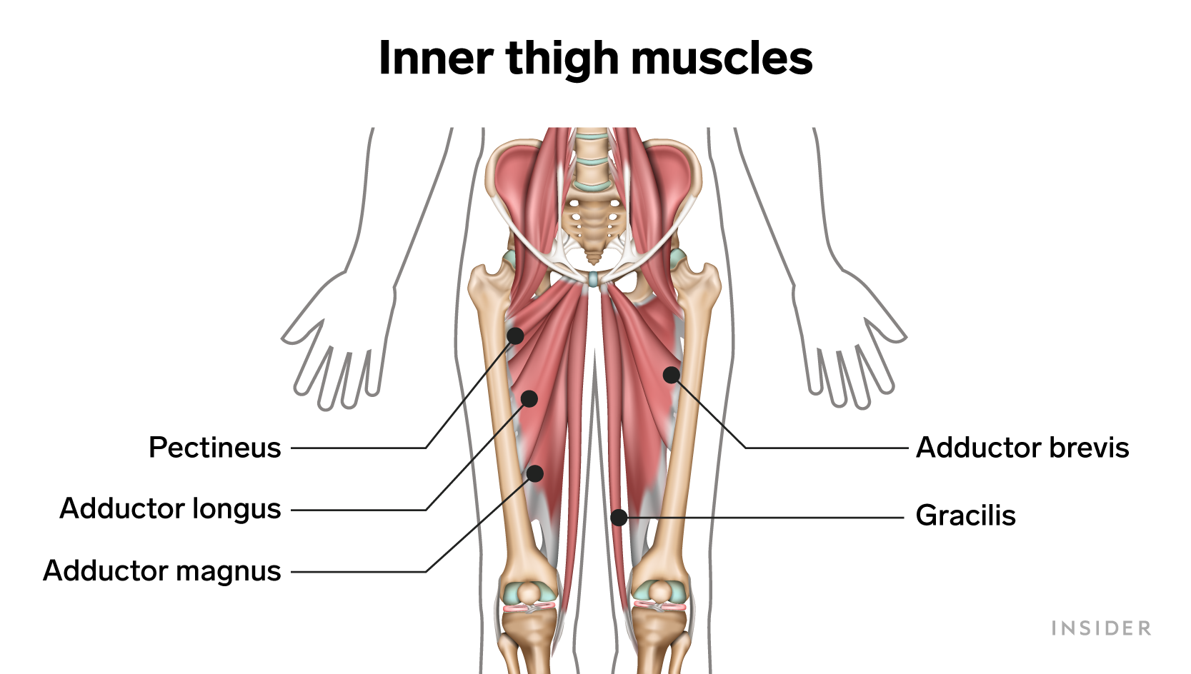 inner thigh muscles explainer graphic