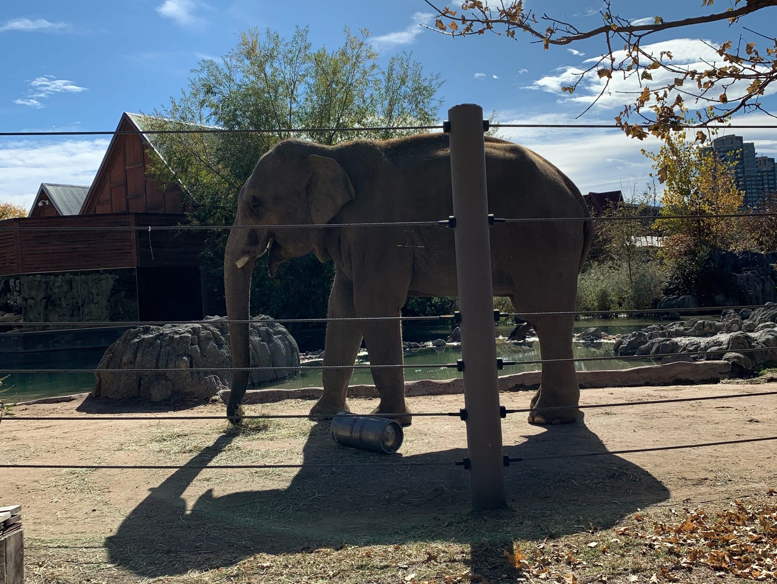 Denver Zoo (2)