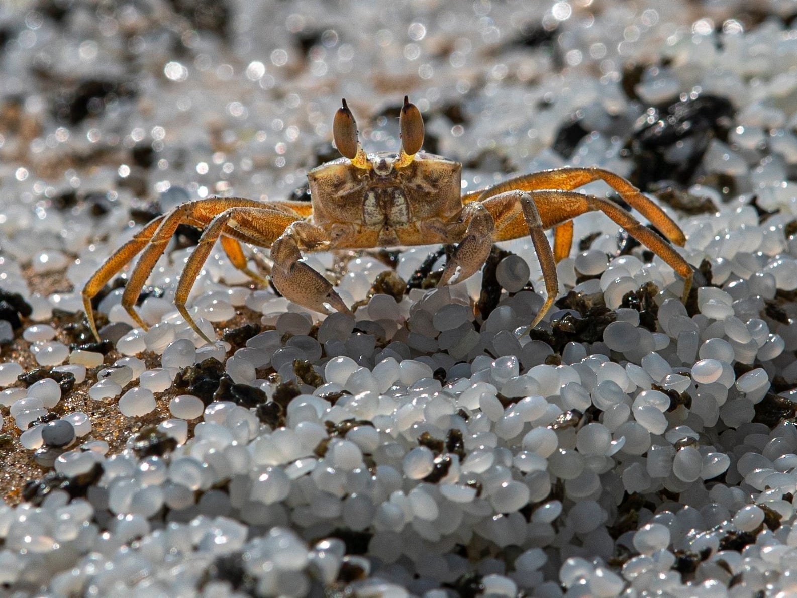 crab beach plastic