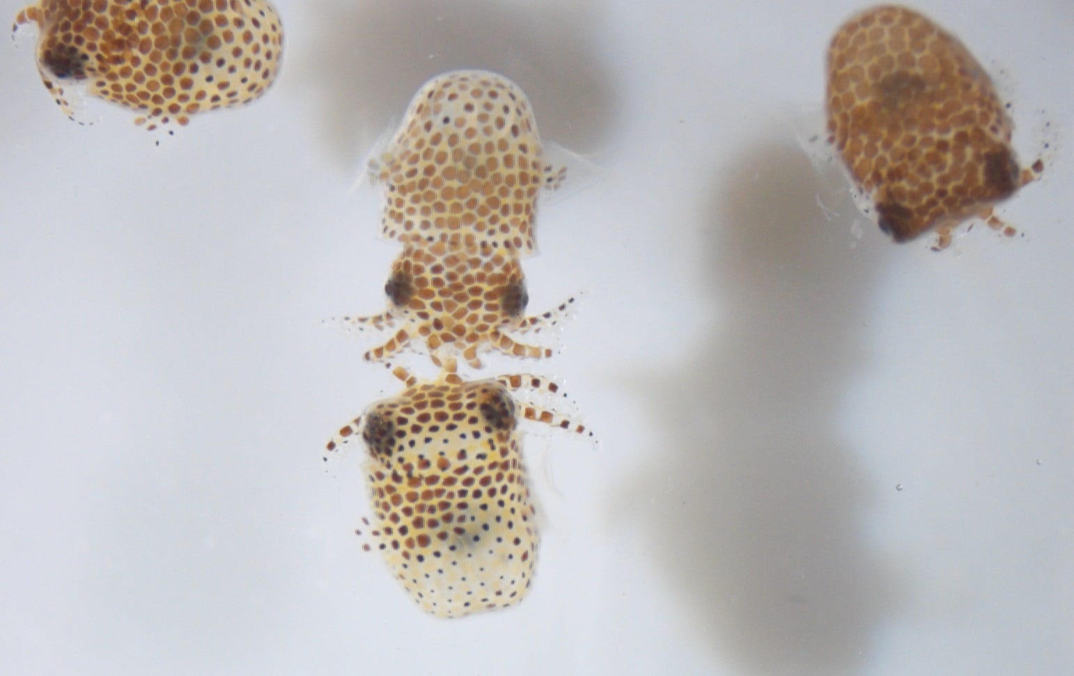 baby bobtail squid iss