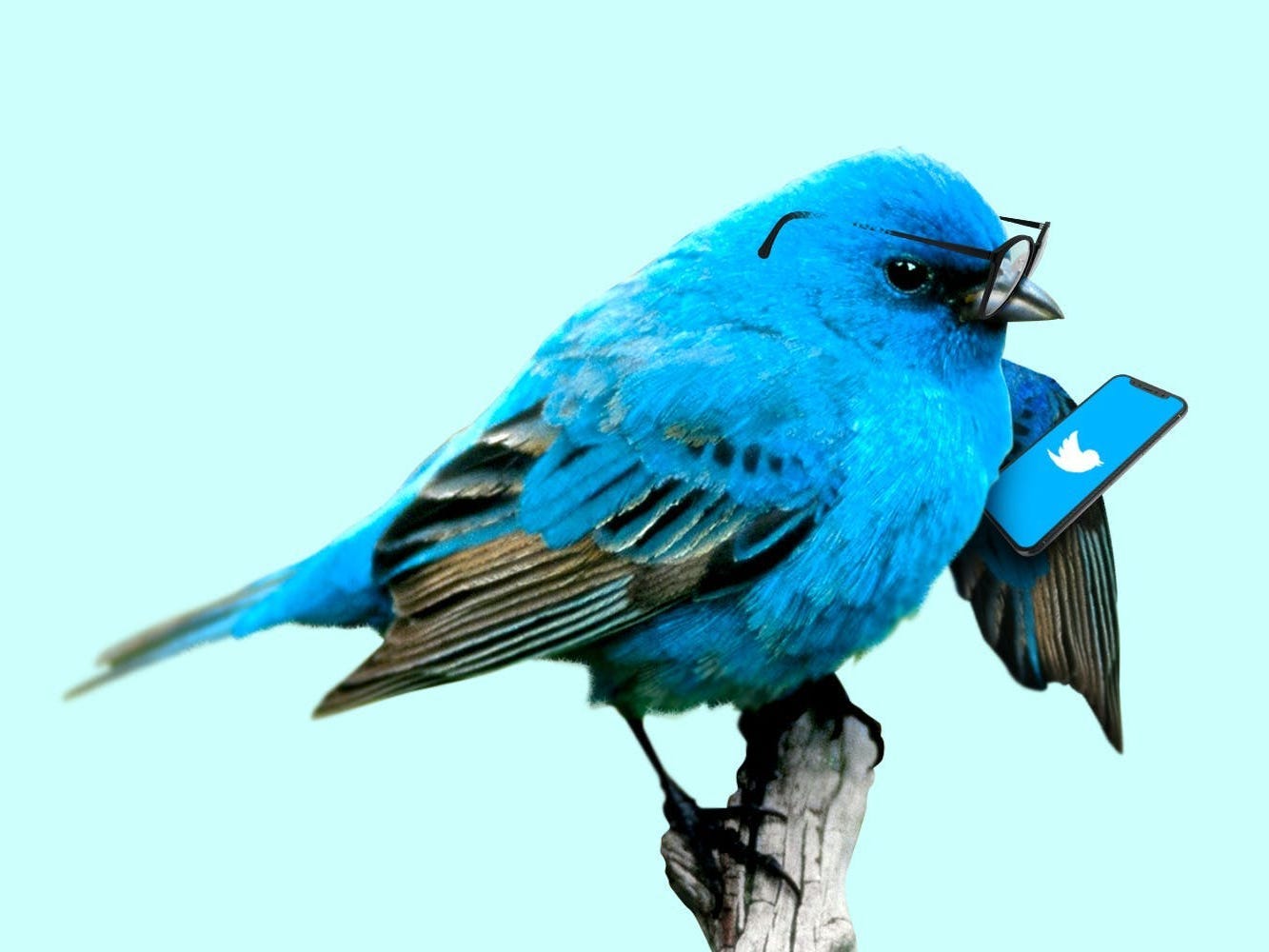 Twitter bird