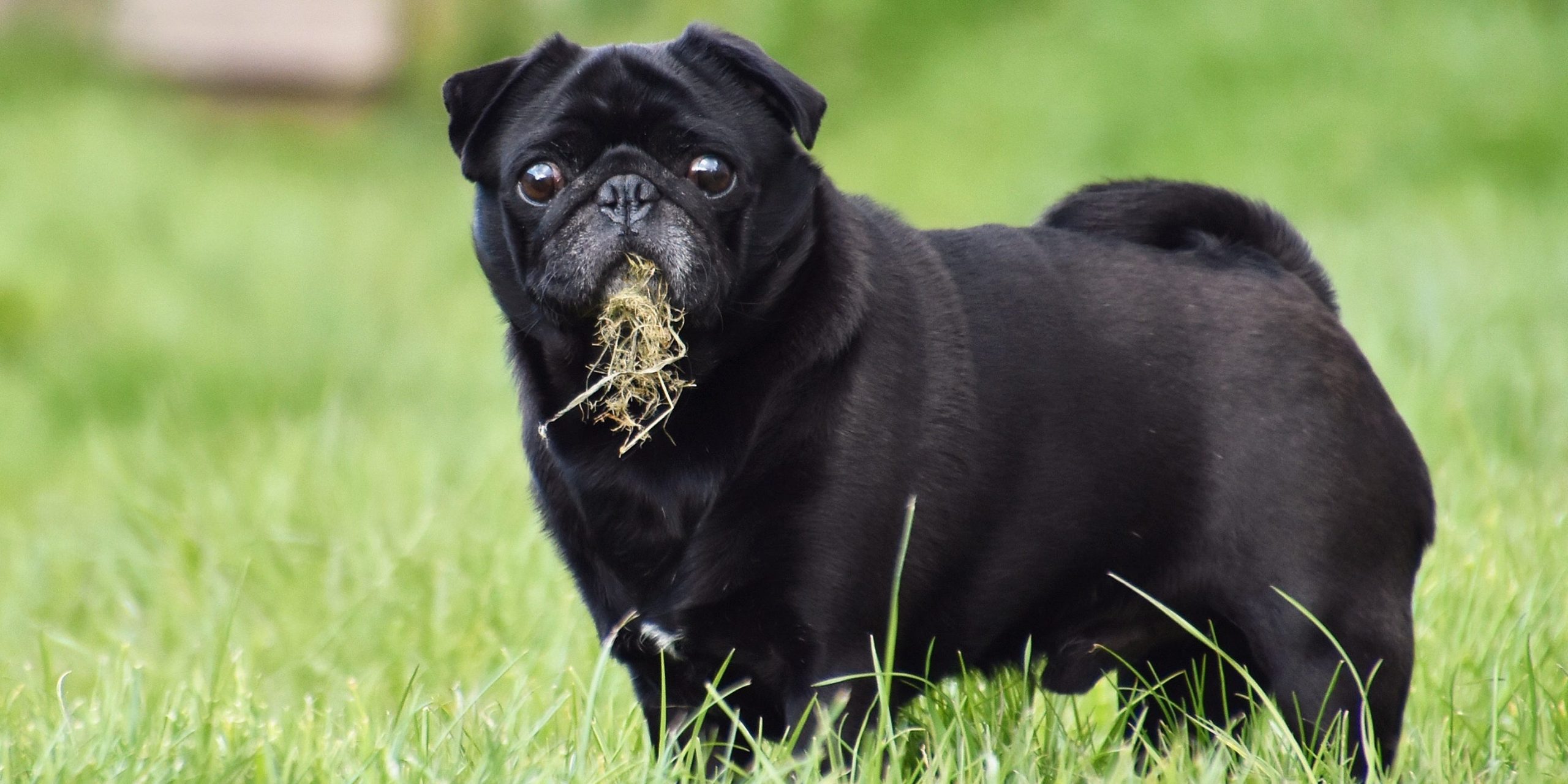 dogs eating grass