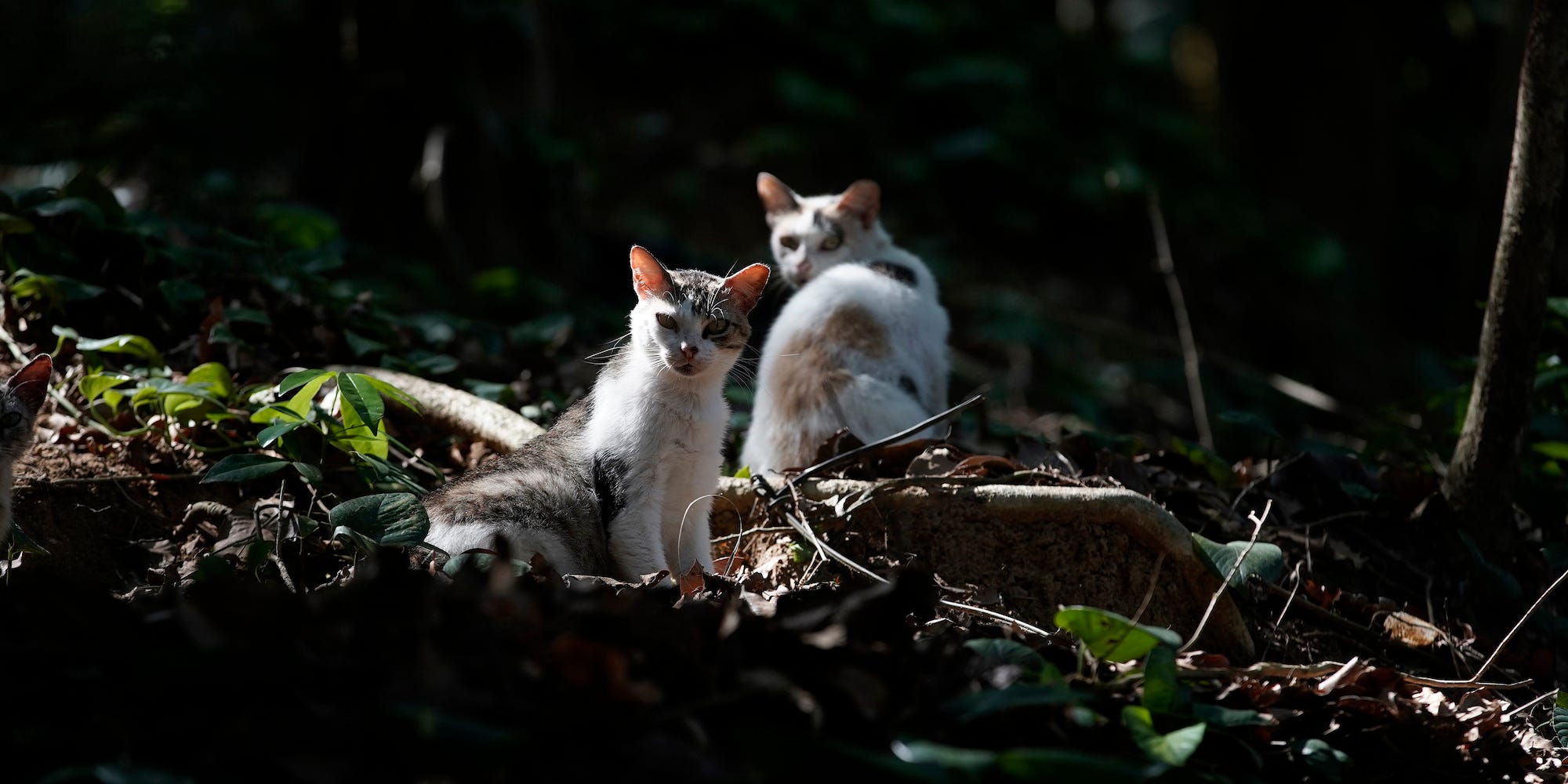 Cats live on Furtada Island, popularly known as “Island of the Cats,” in Mangaratiba, Brazil, Tuesday, Oct. 13, 2020.
