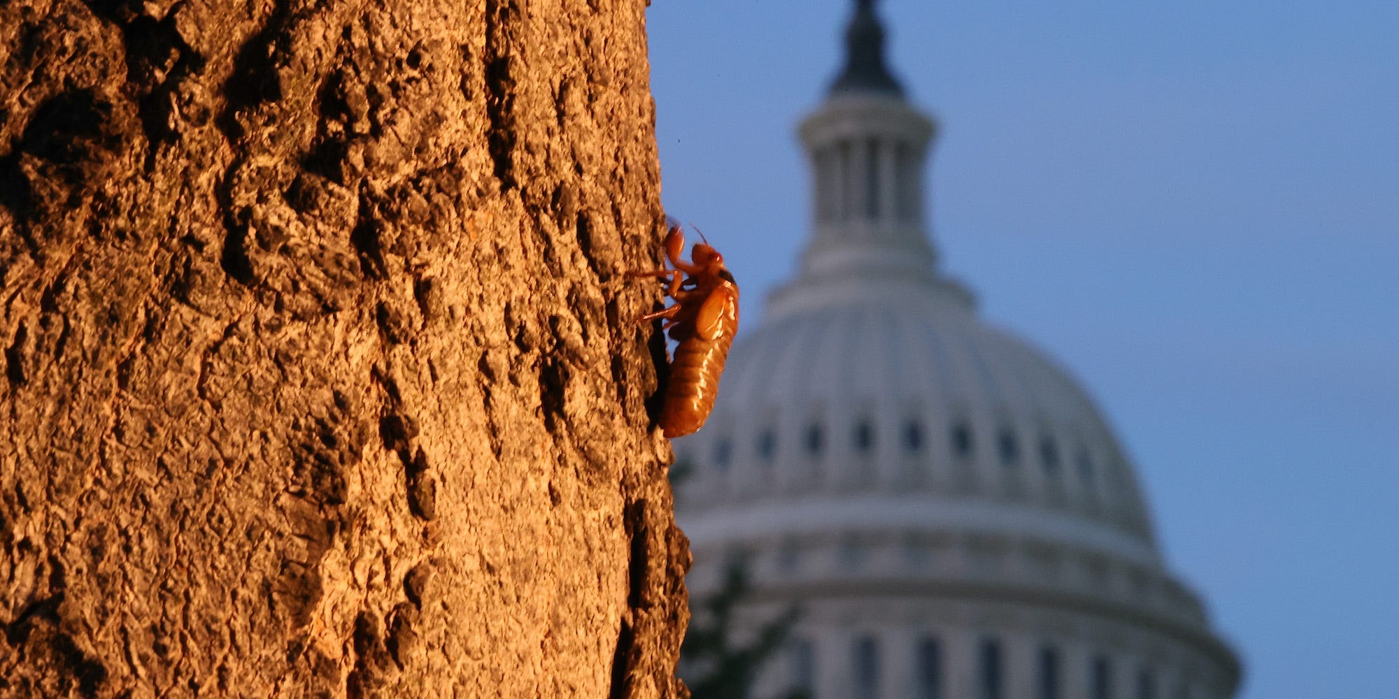 cicada washington