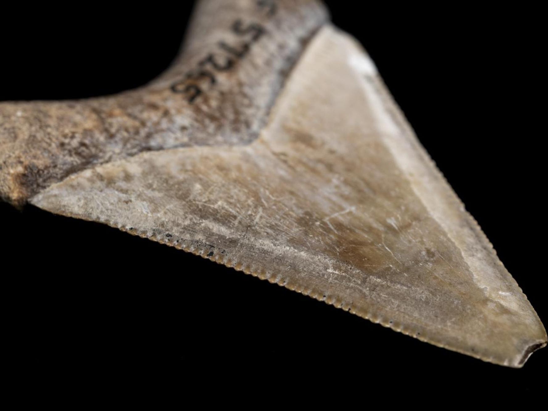 megalodon tooth