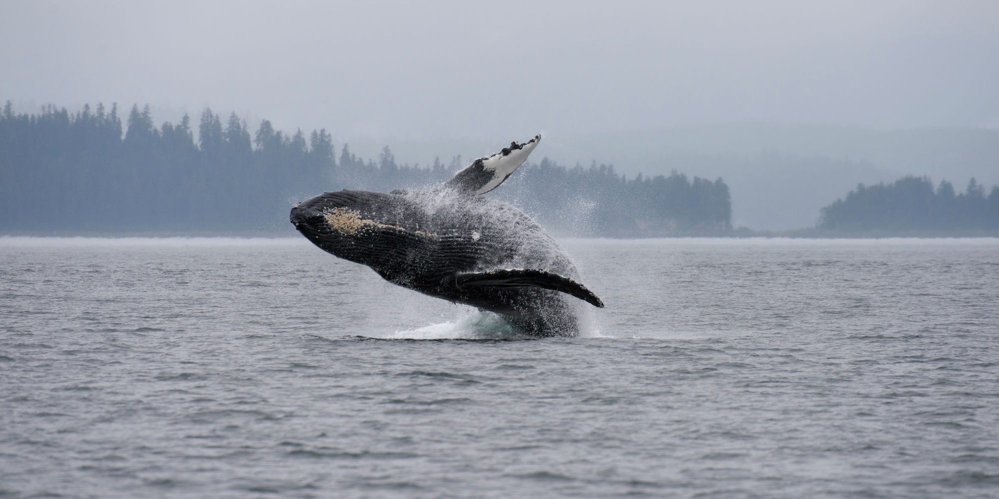 A breaching whale.