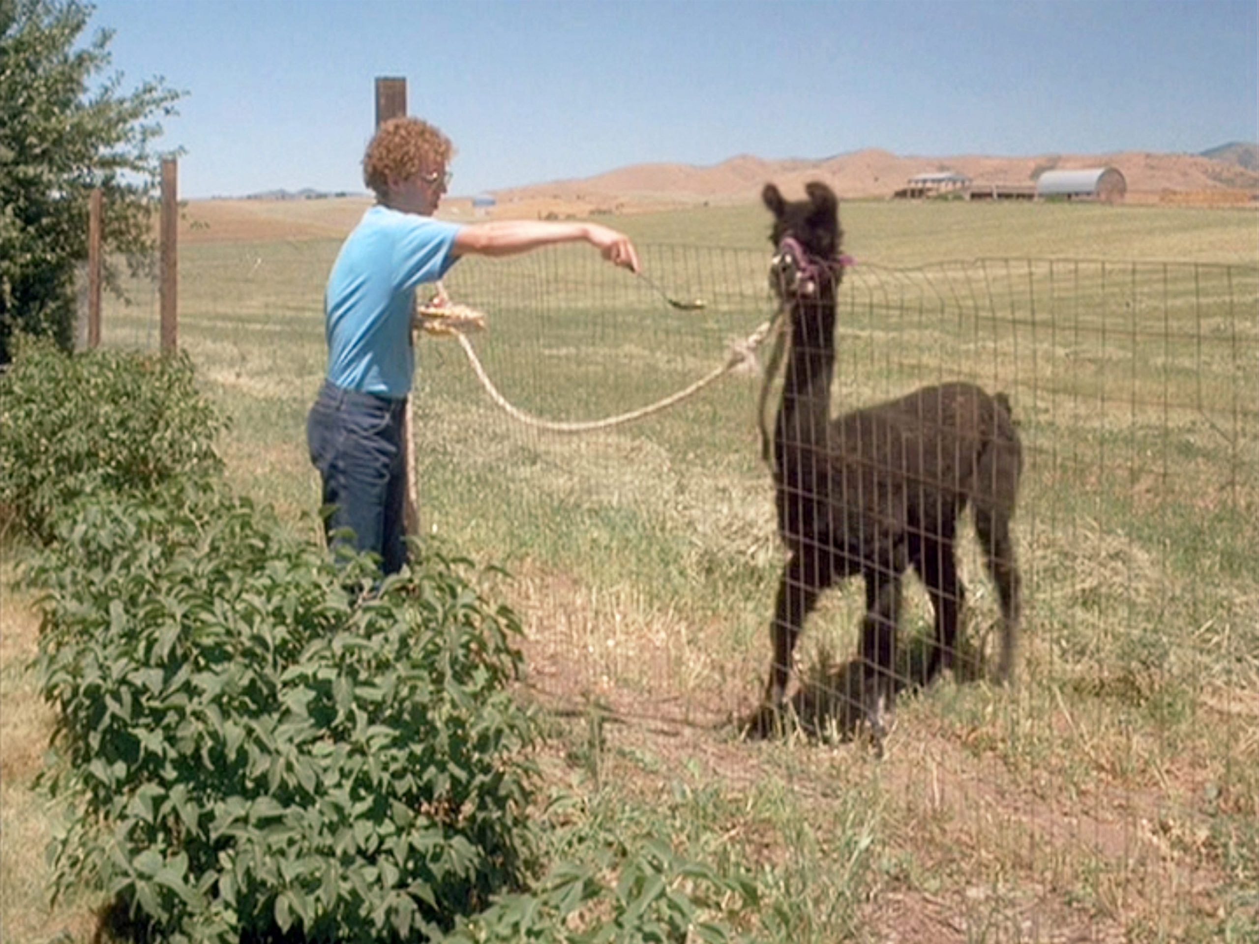 Jon Heder as Napoleon feeds Tina the llama in a still from "Napoleon Dynamite."