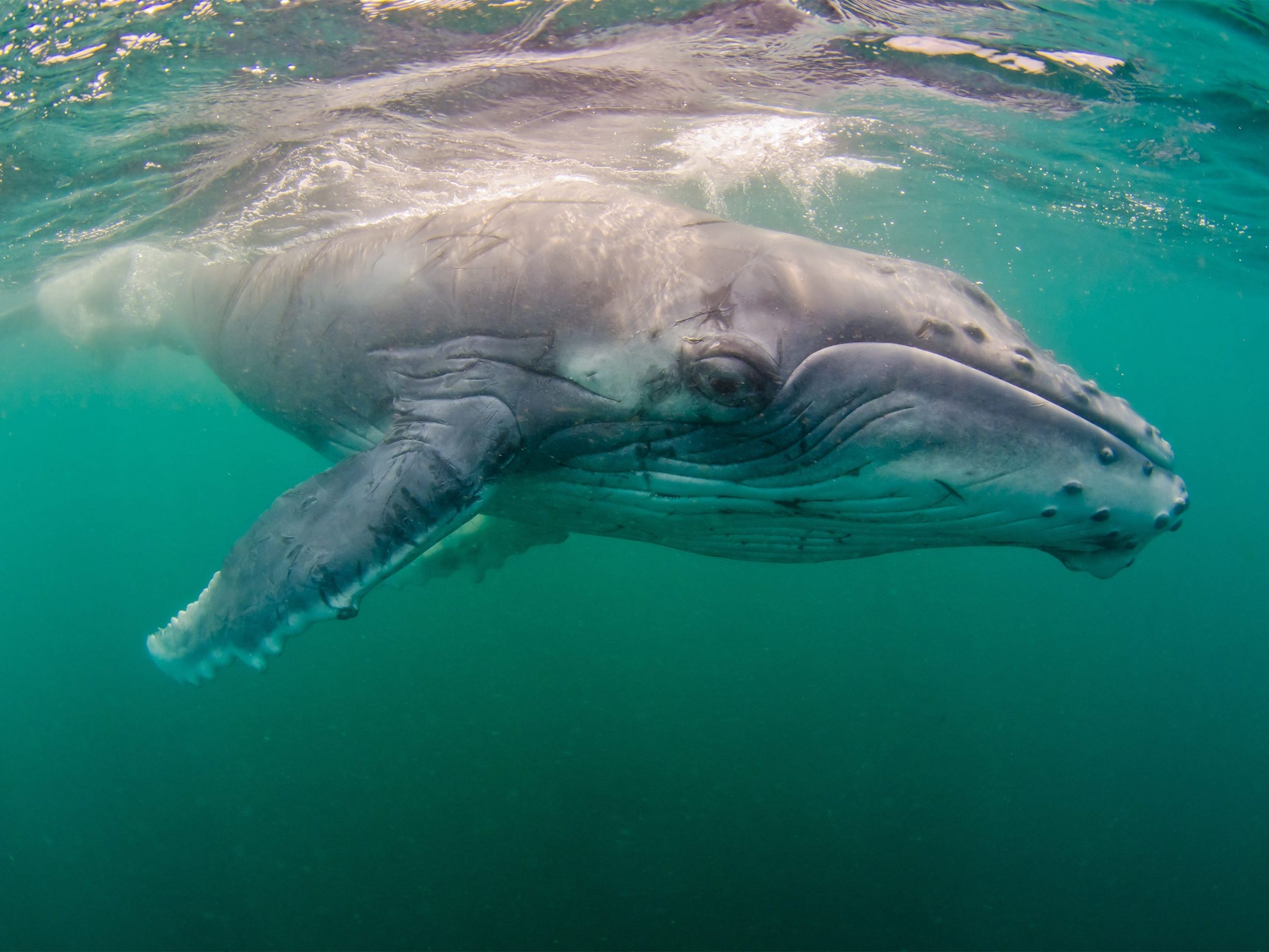 humpback whale