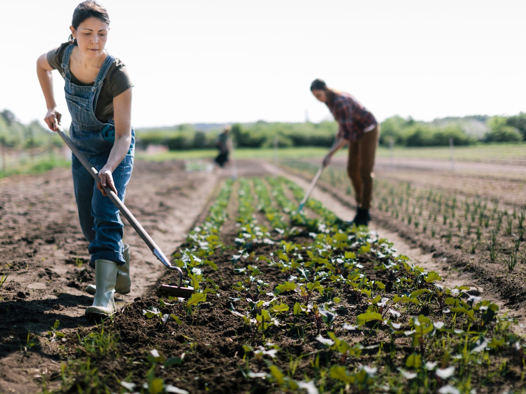 organic farmers working