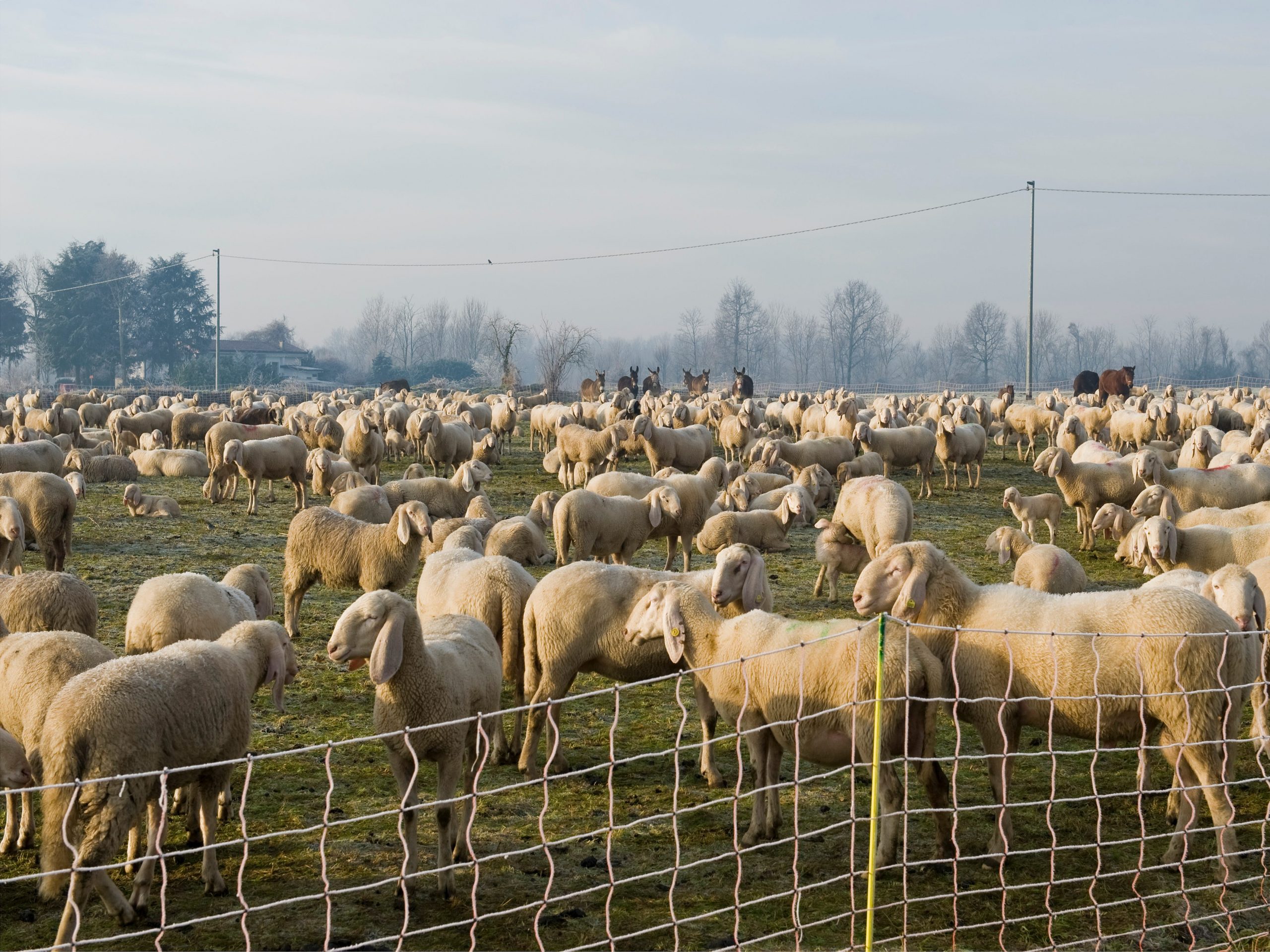 sheep herd