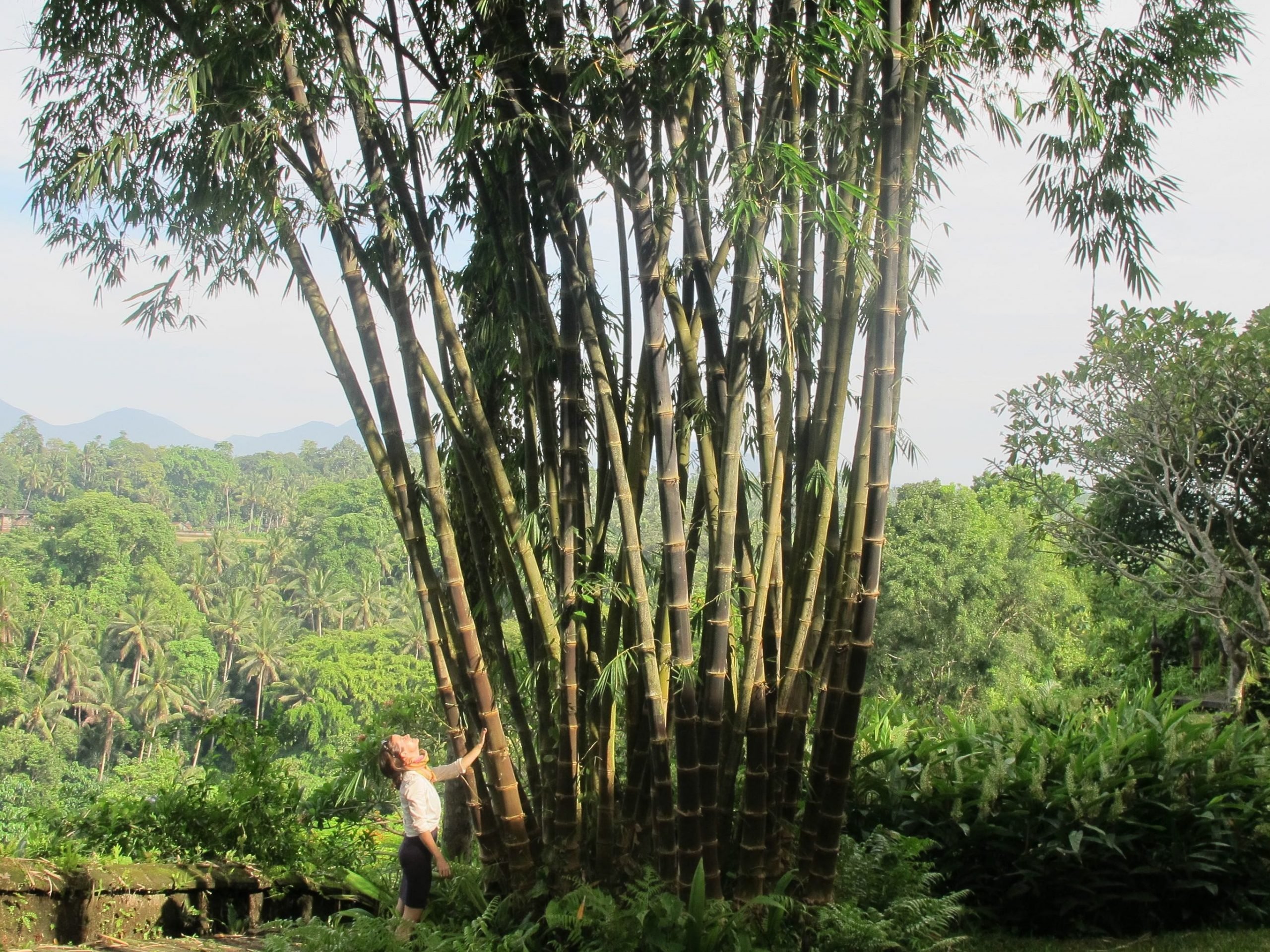 Wanita berdiri di hutan bambu