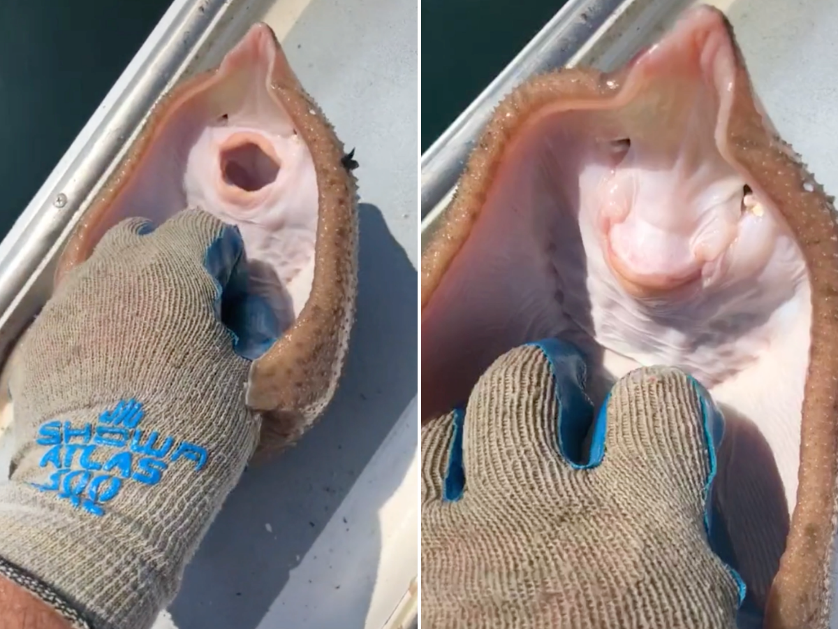 side by side images of a small stingray getting tickled