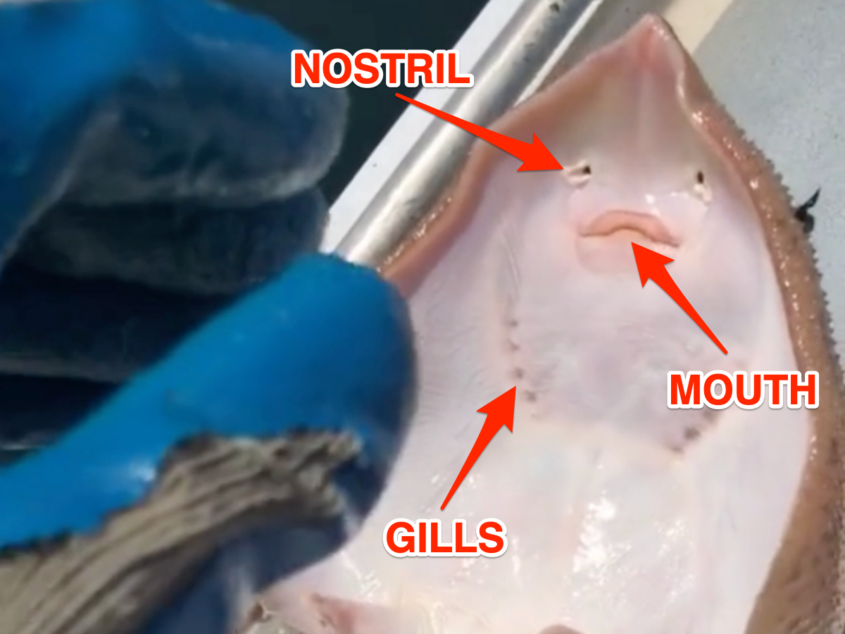 Arrows point to the ray's nostril, mouth, and gills.