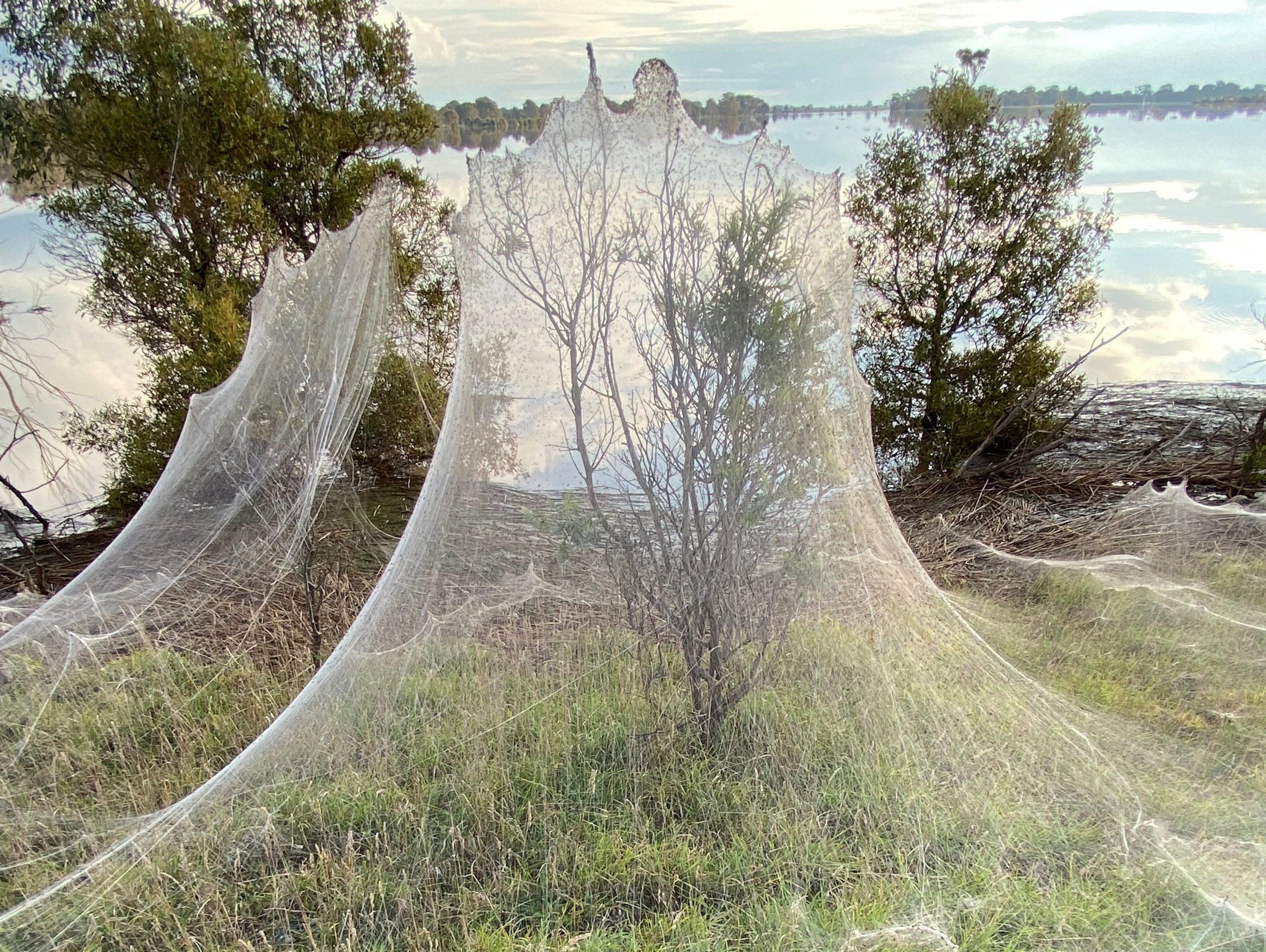 Spiderwebs in Australia