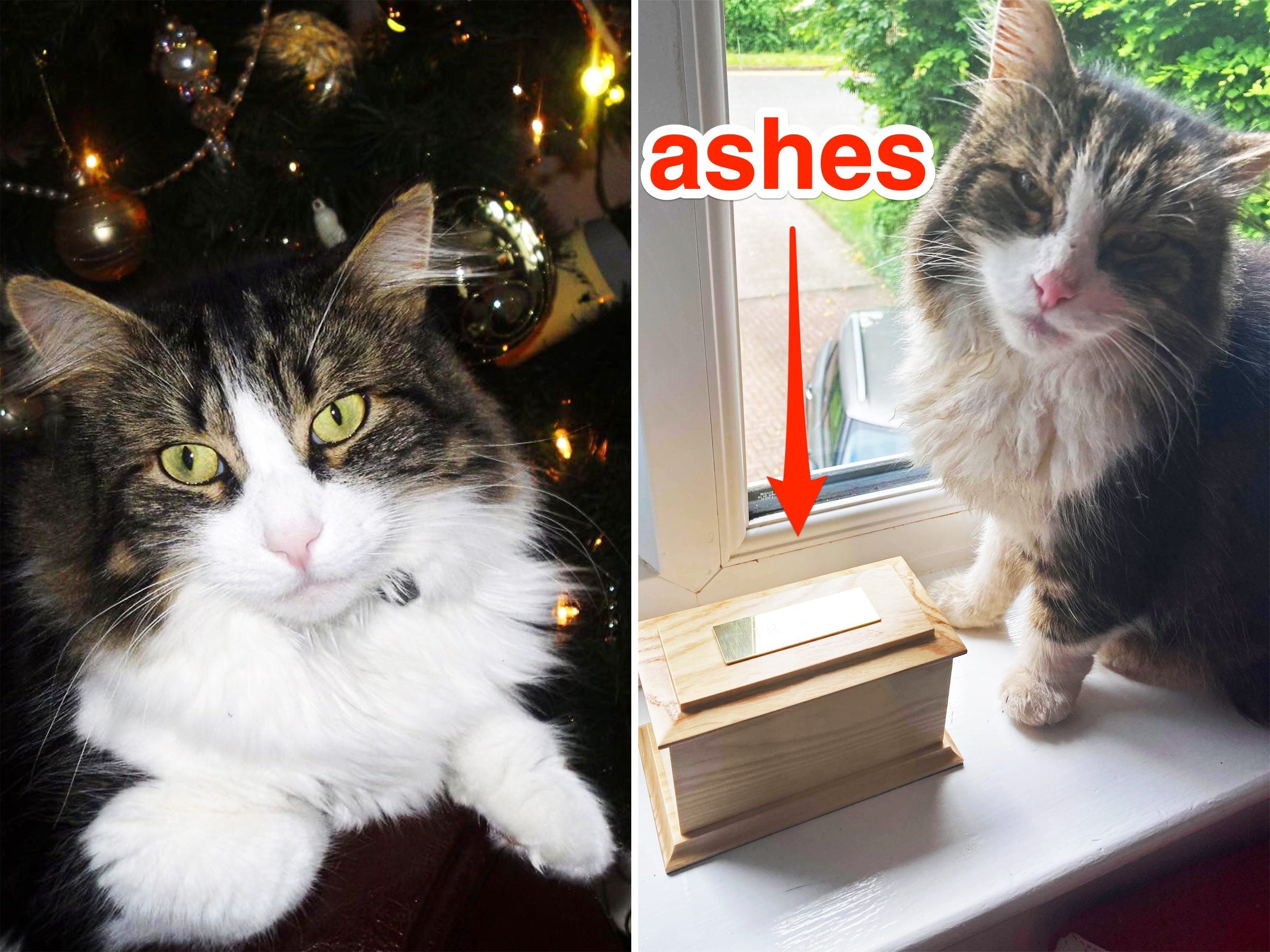 Two photos of a cat with white and brownish fur, one with a dark backdrop and the other in a windowsill next to a box of ashes from another pet.