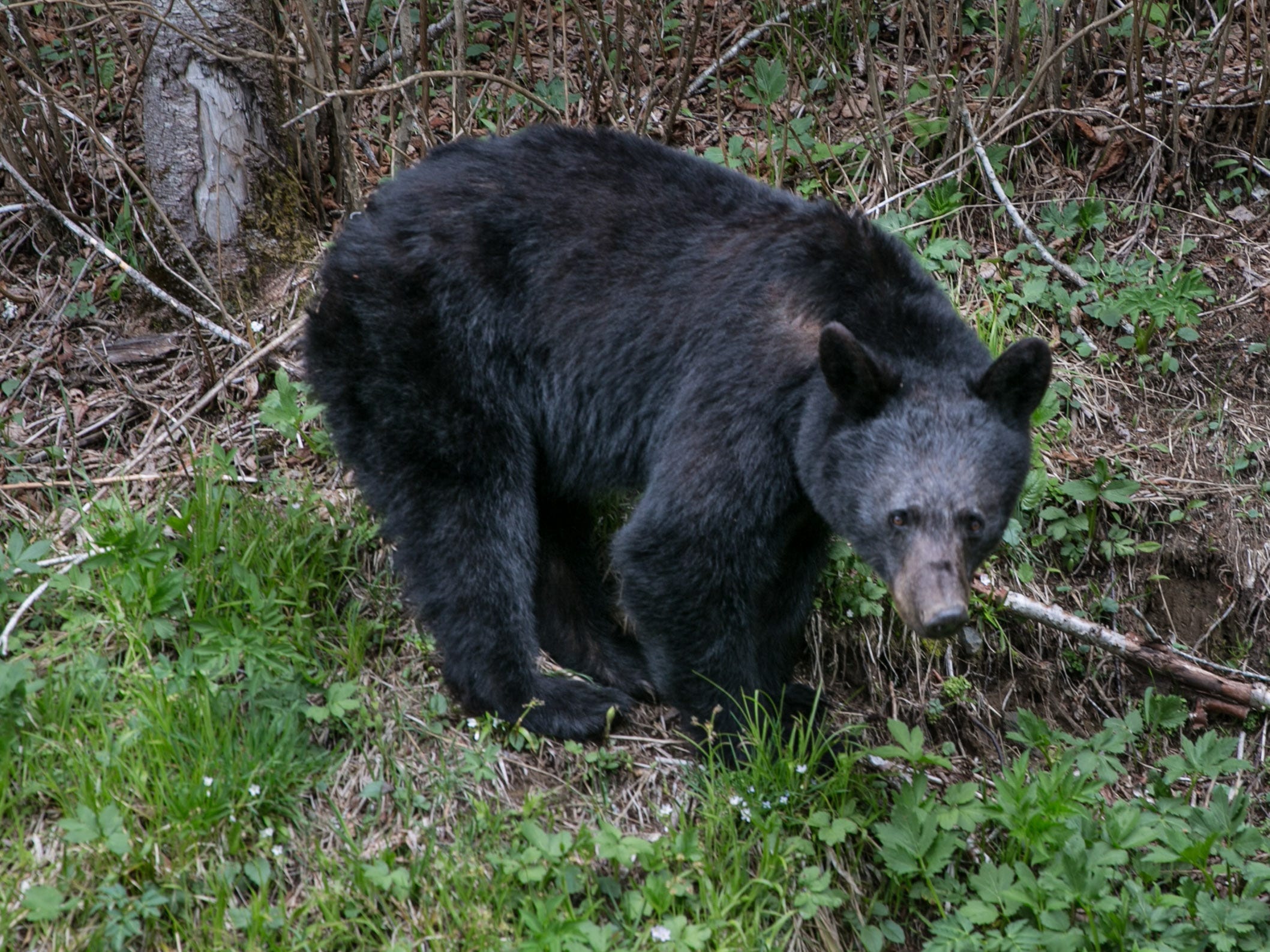 A black bear spotted in the Great Smoky Mountains National Park.