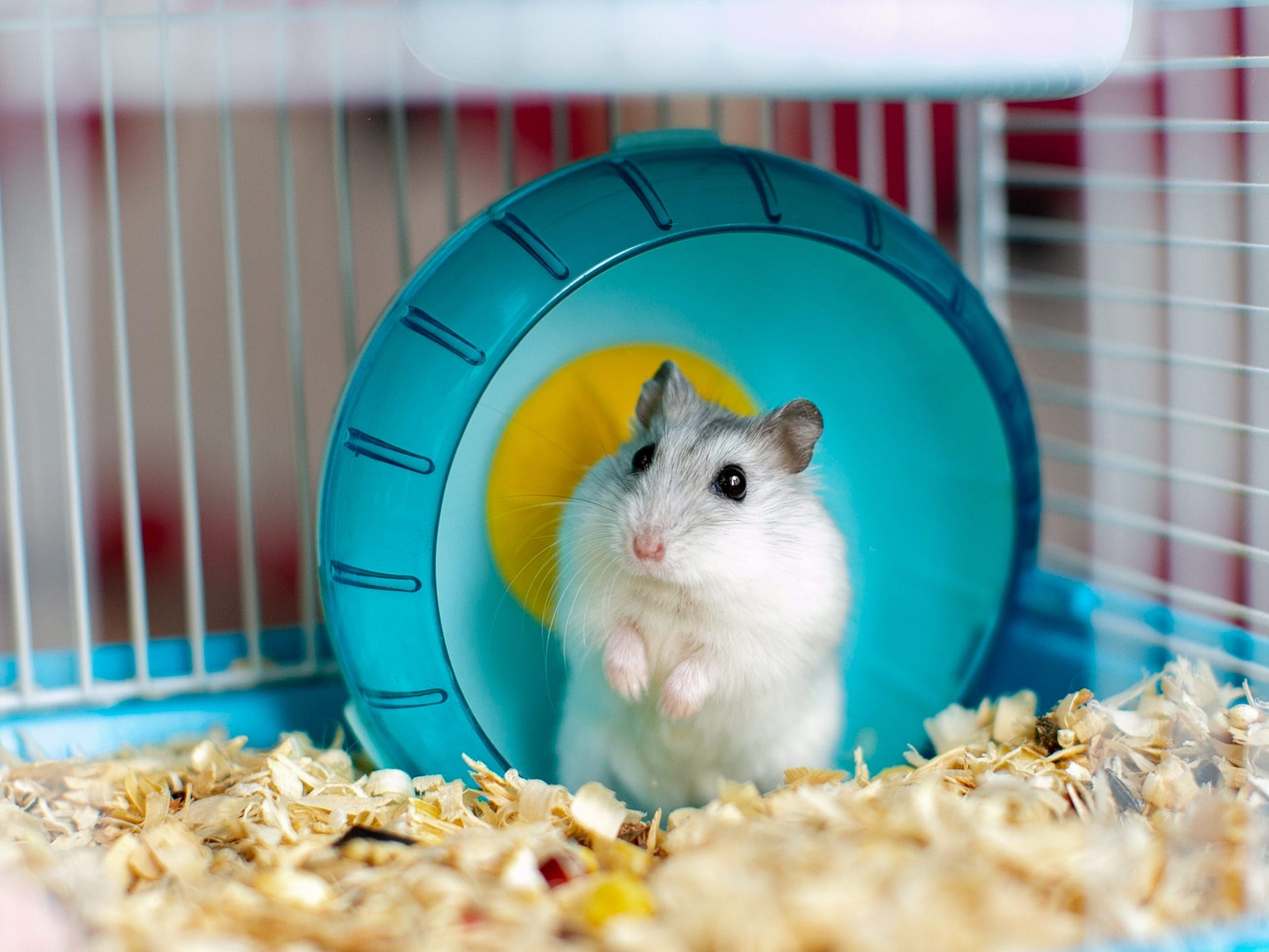 Light hamster in a caged wheel