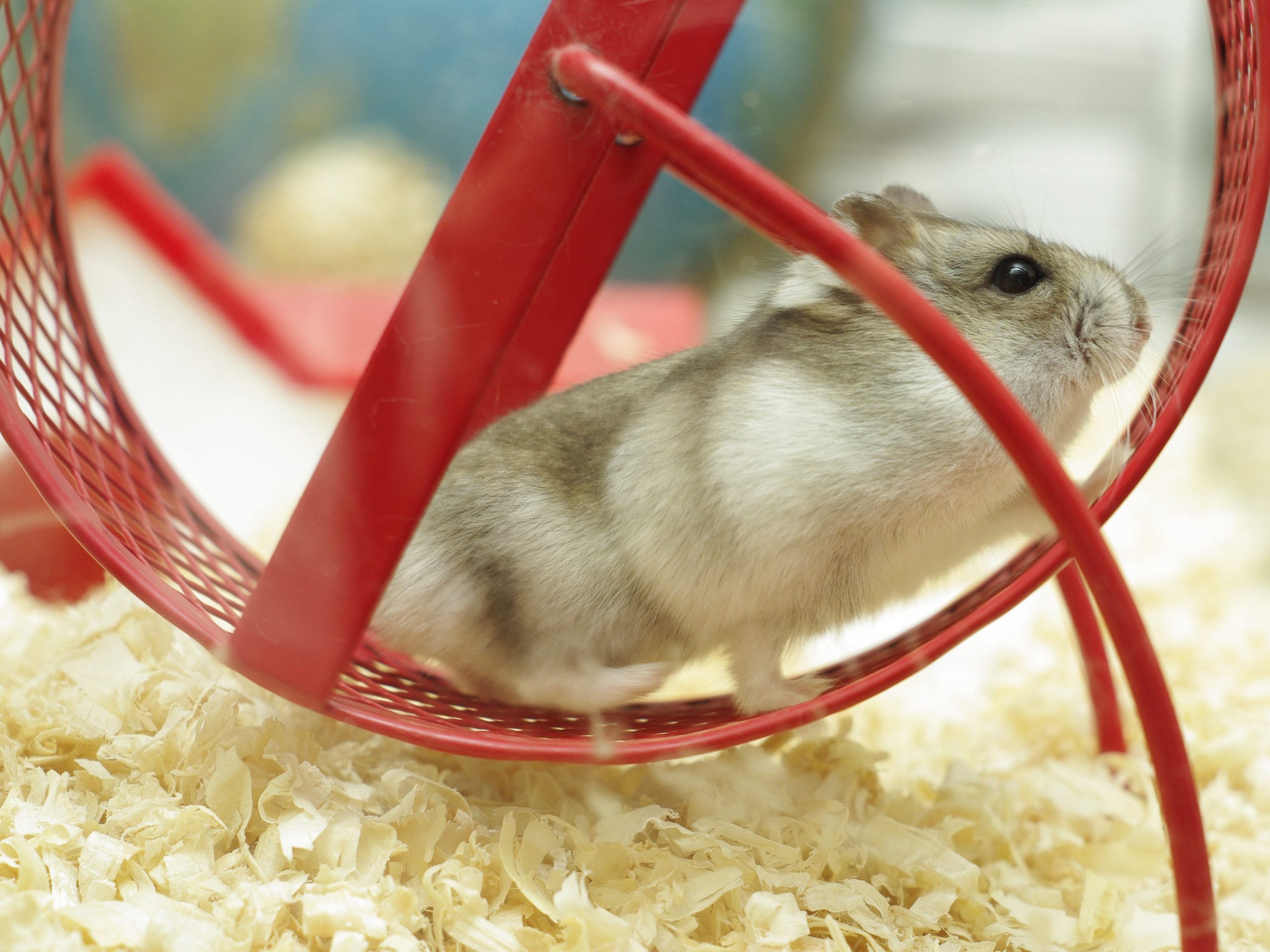 Running hamster in wheel