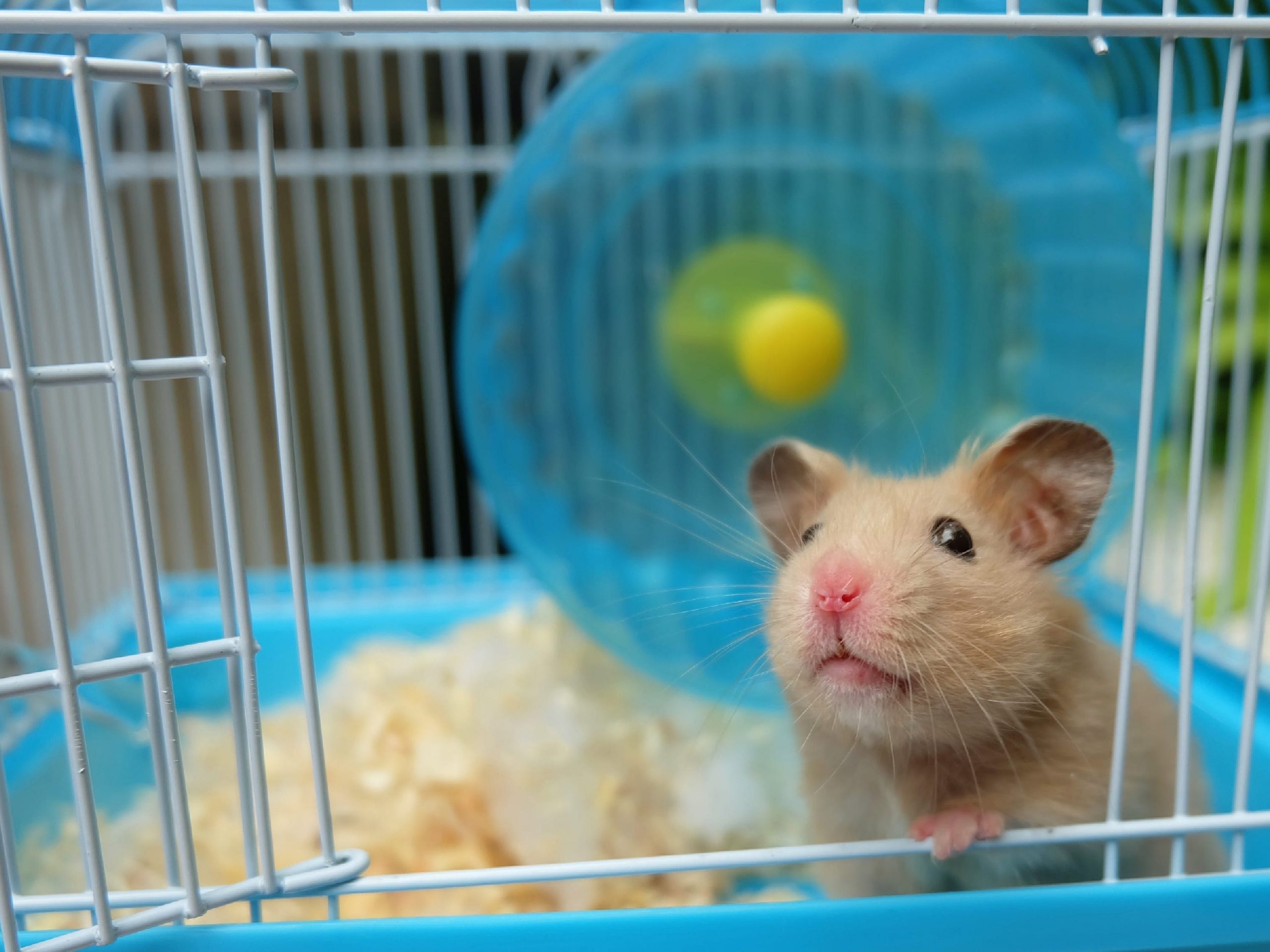 Hamster alone in cage/