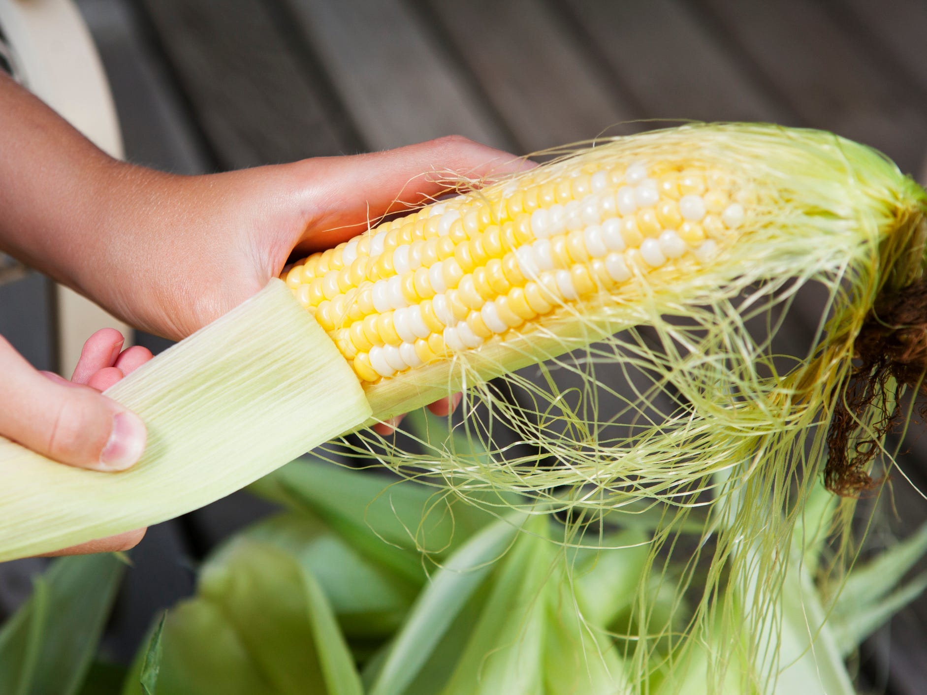 A pair of hands removing the husk from corn on the cob