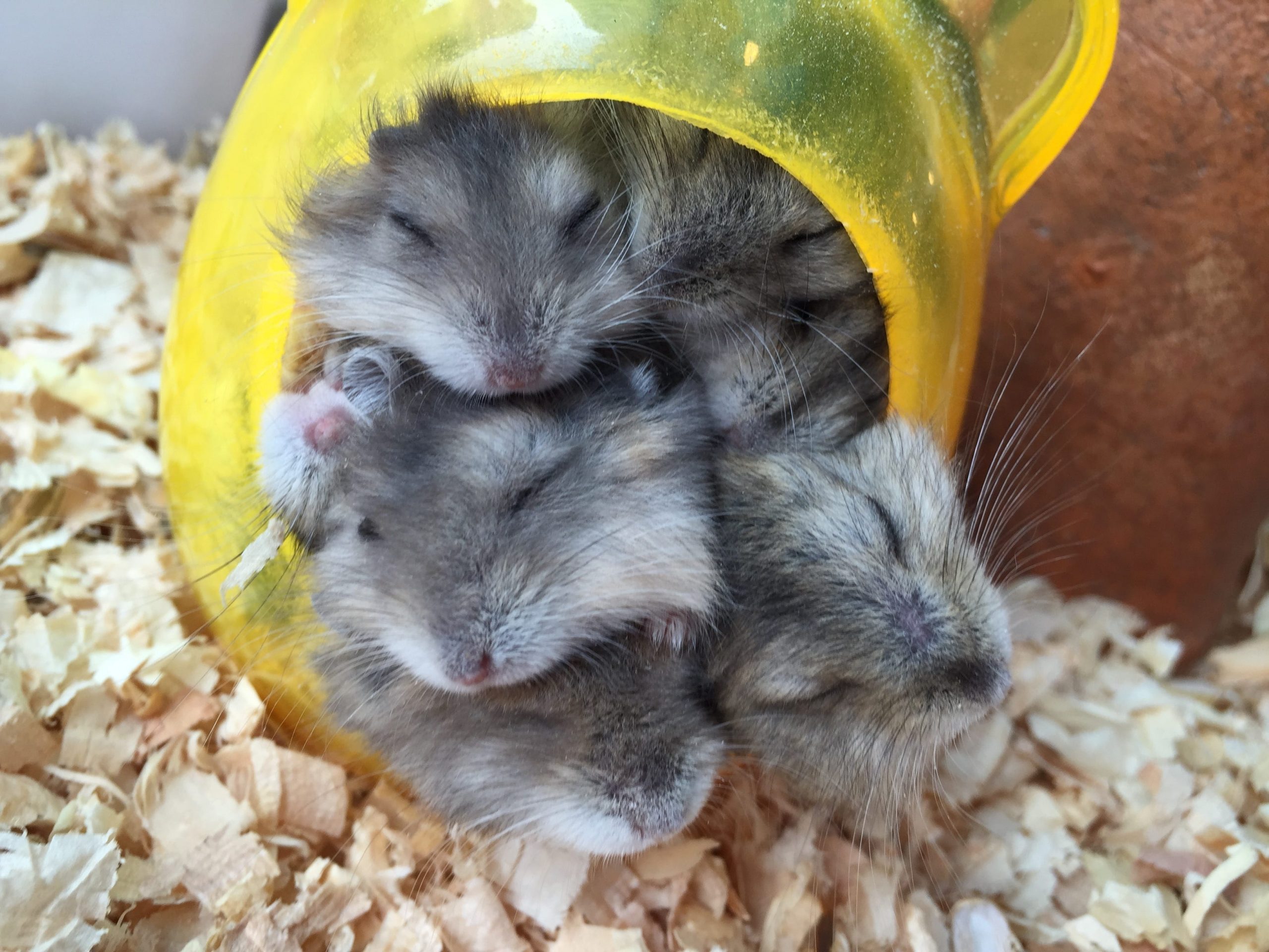 sleeping hamsters