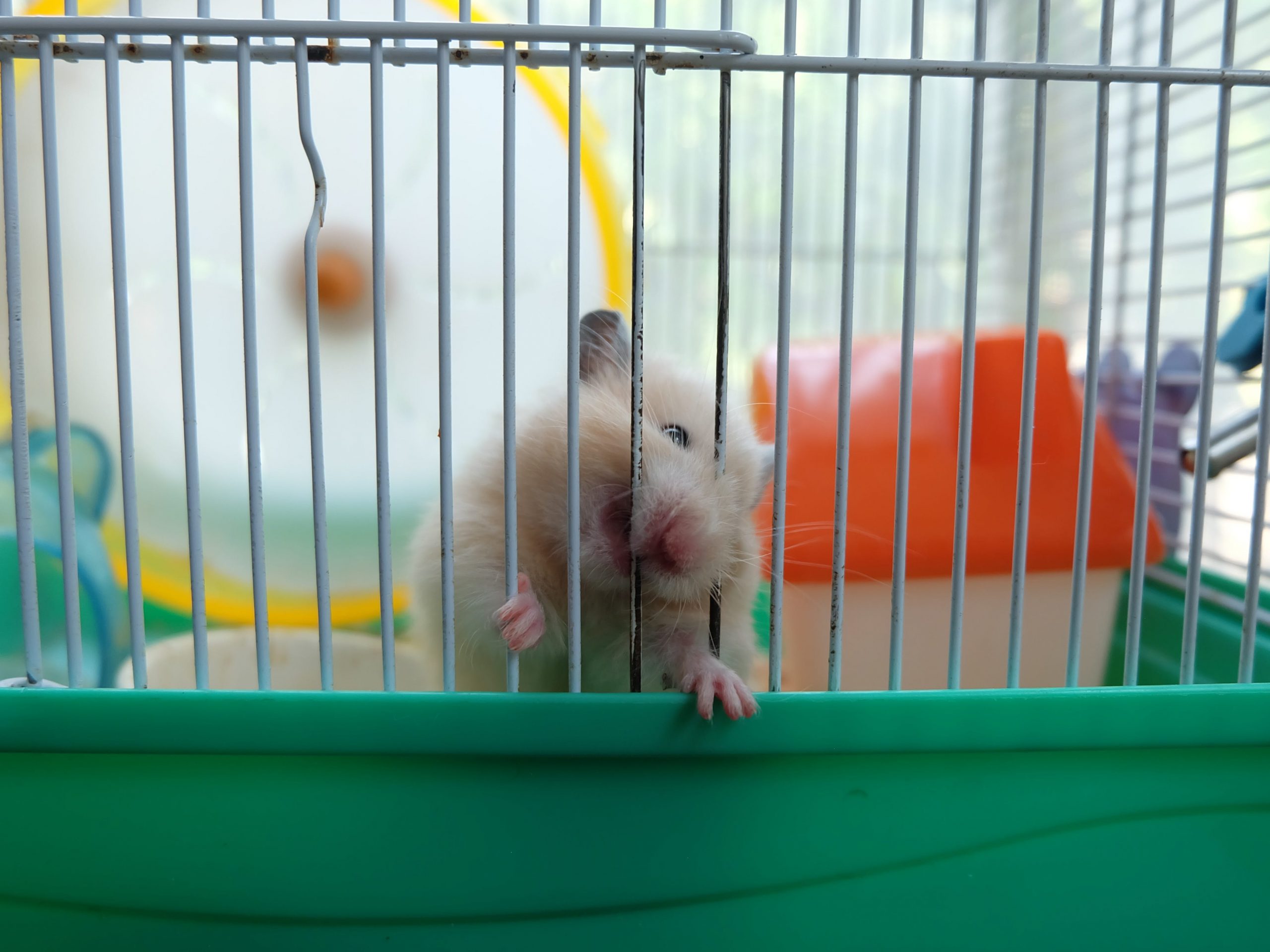 Hamster biting on cage.