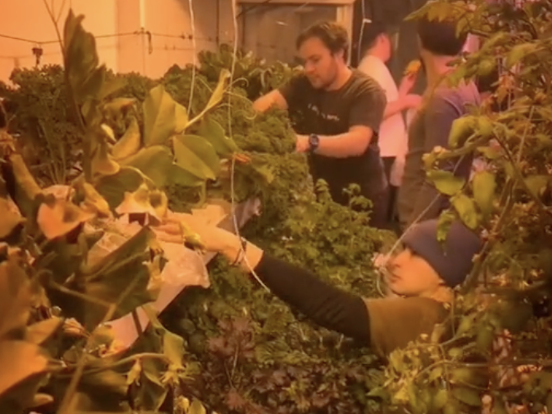 Three people are picking from vines in a greenhouse lit with yellow light in the Amundsen-Scott South Pole Station.