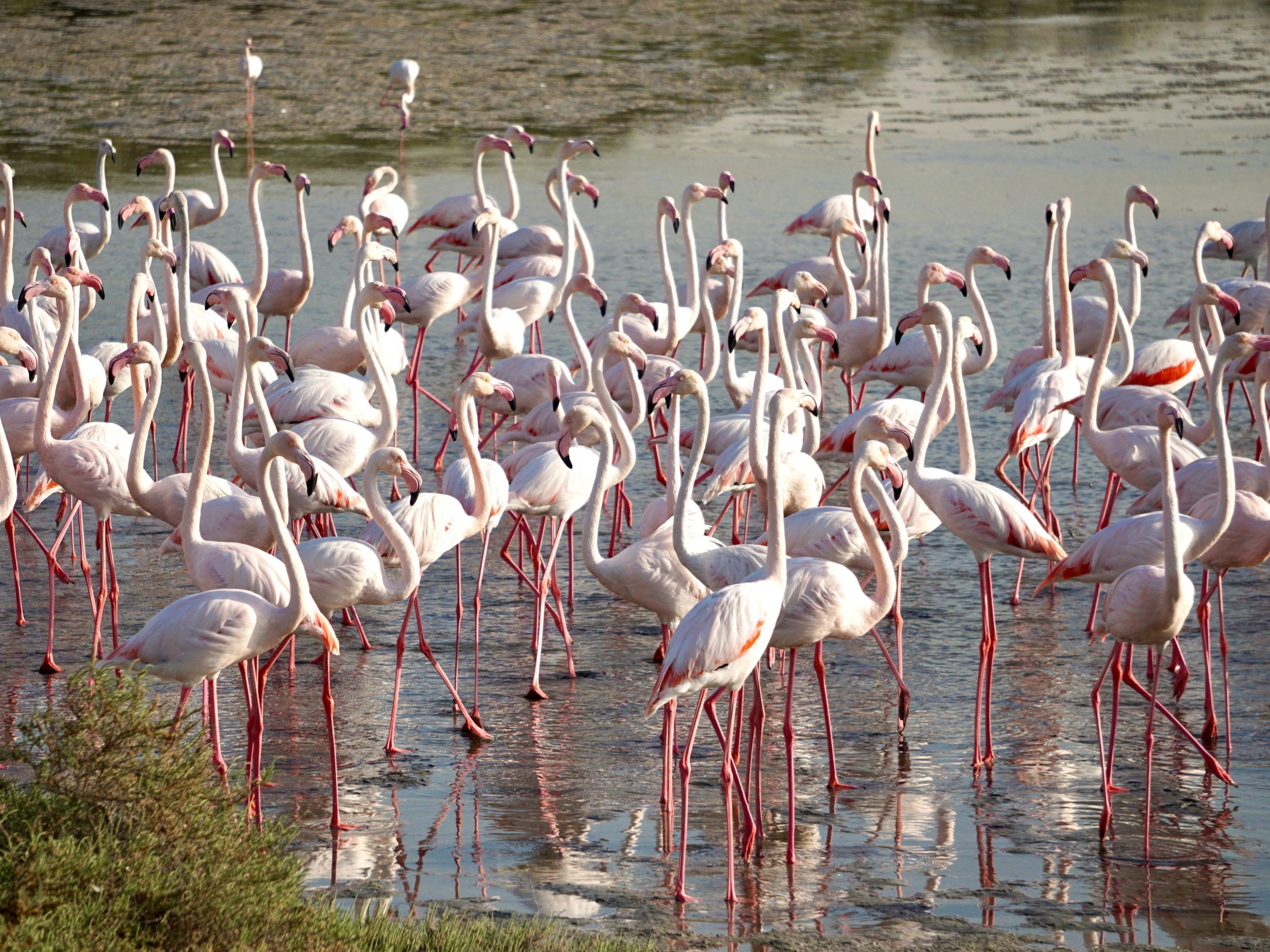 a flamboyance of flamingos standing in shallow water in dubai