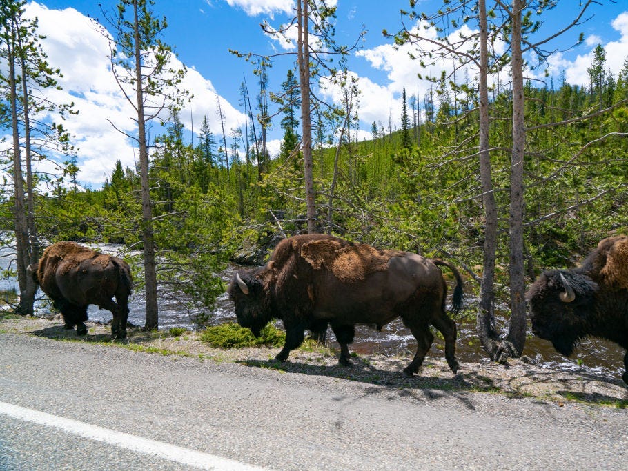 Photo of three bison walking down a road with green trees and blue skies in the background at Yellowstone National Park