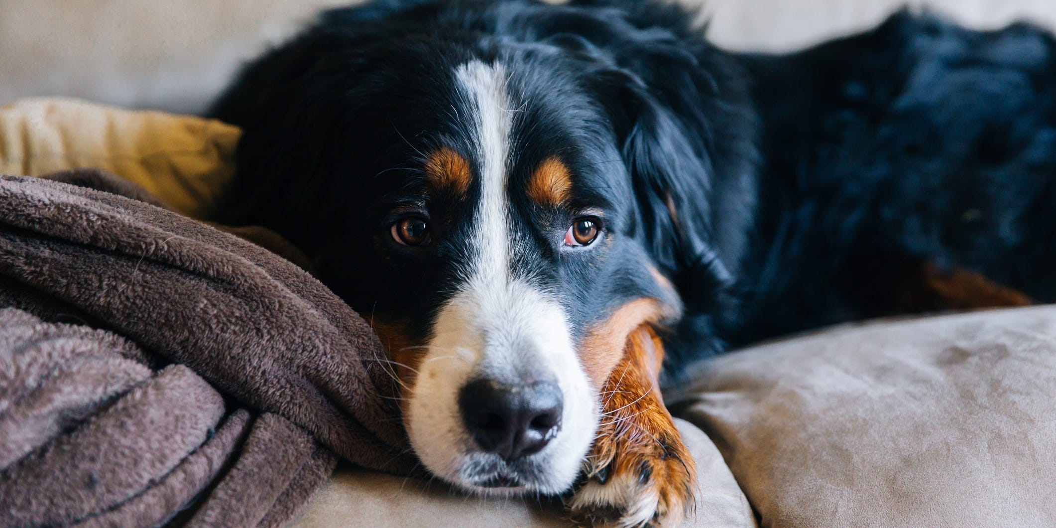 A Bernese mountain dog looking tired on a couch.
