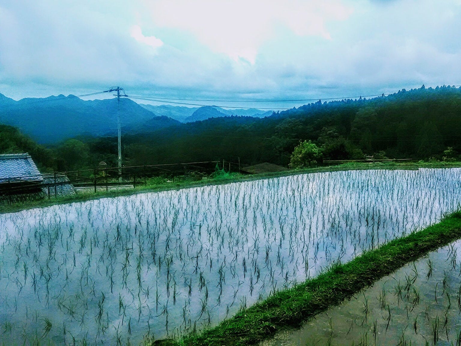 The rice paddy field at dusk outside of the Tokai's akiya